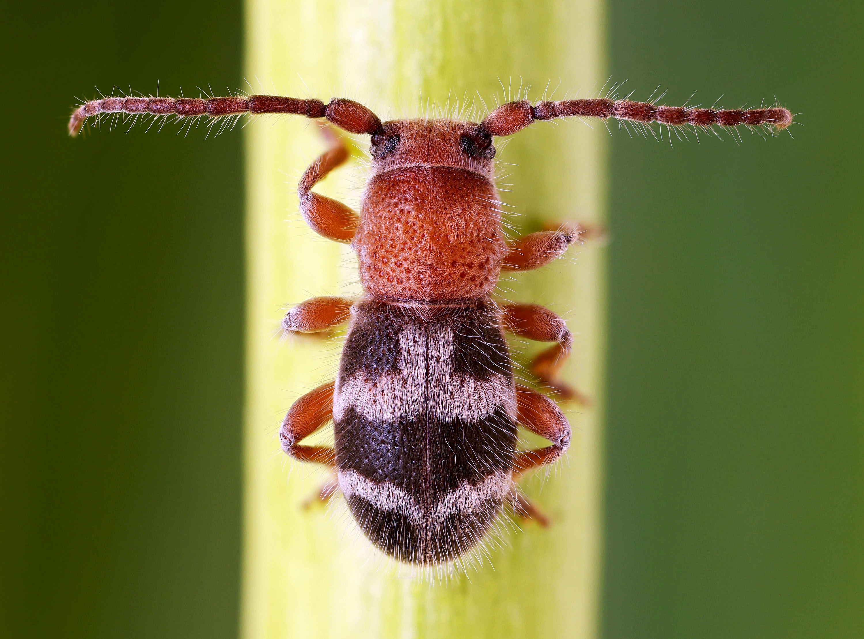 Parmena cruciata