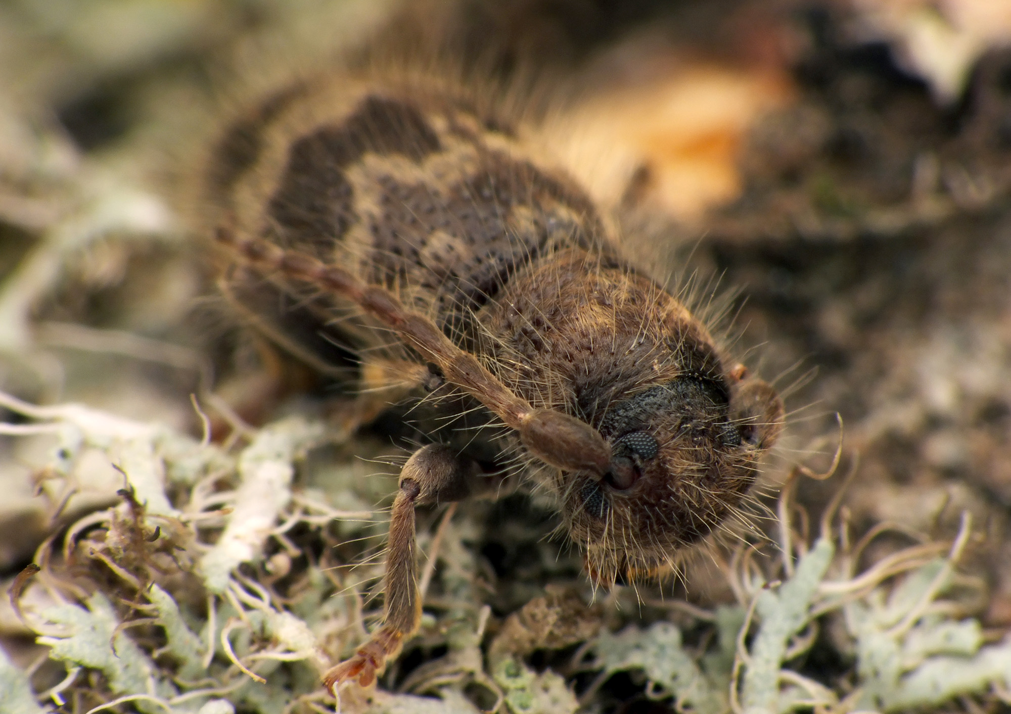 Parmena pubescens pubescens