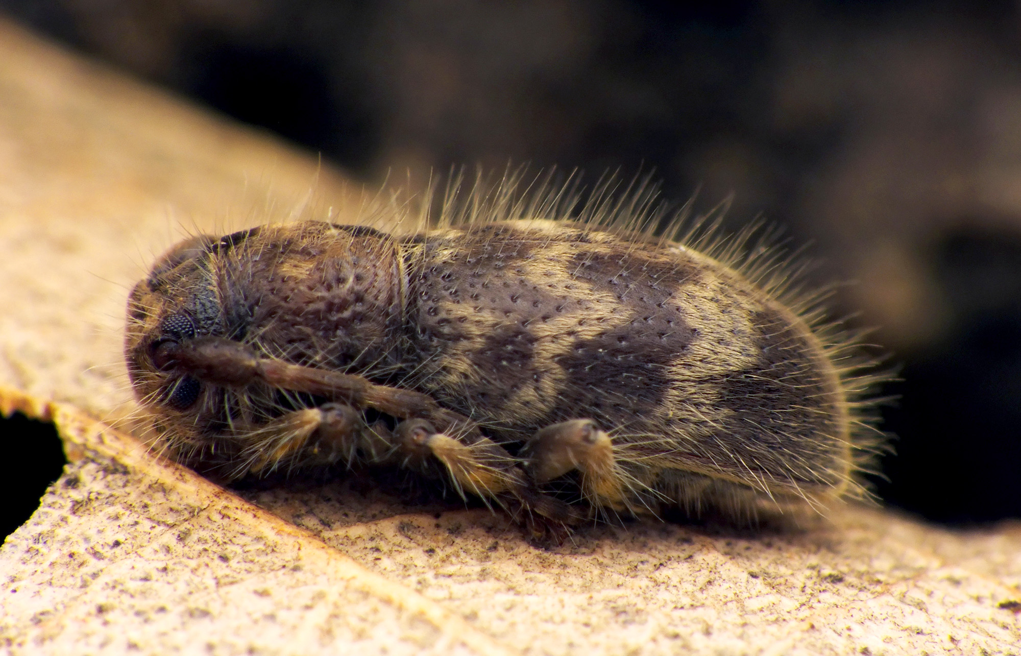 Parmena pubescens pubescens