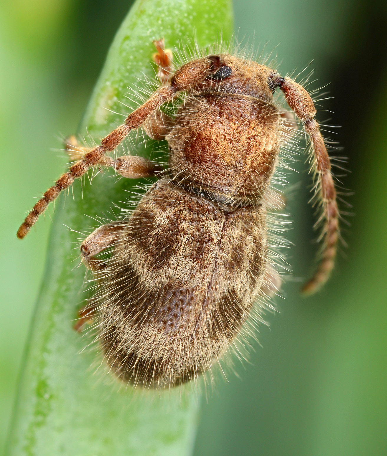 Parmena pubescens pilosa