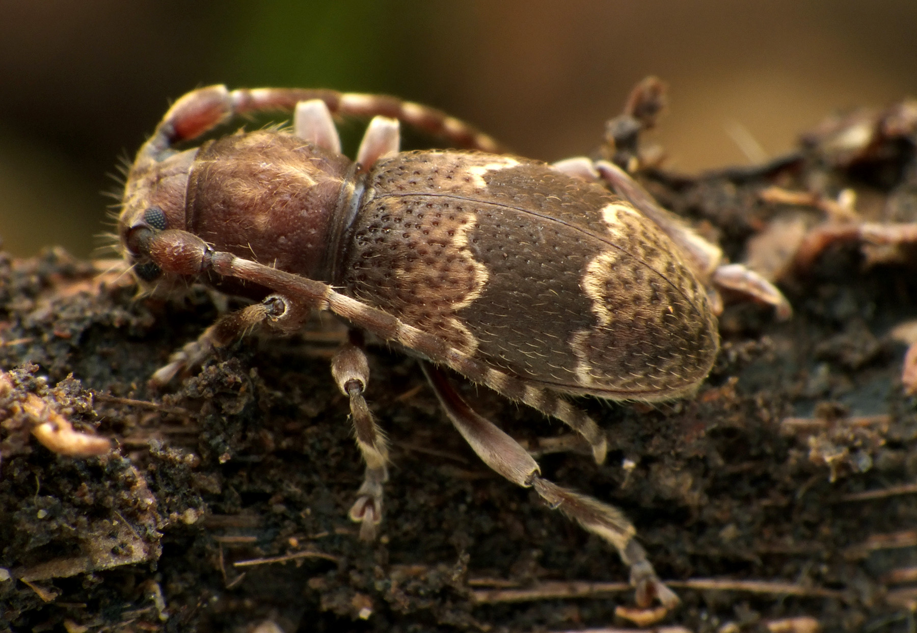 Parmena unifasciata