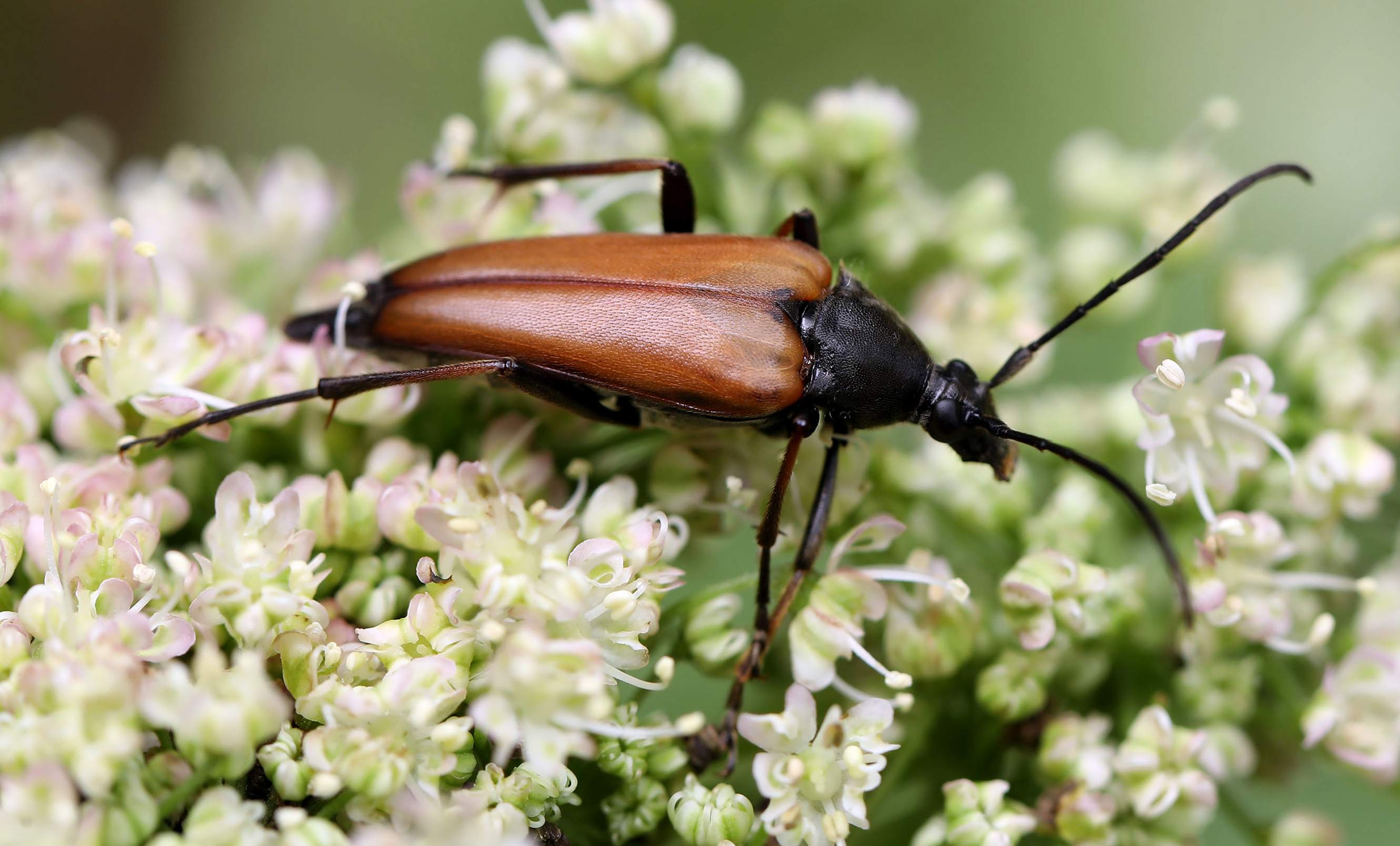 Etorofus pubescens