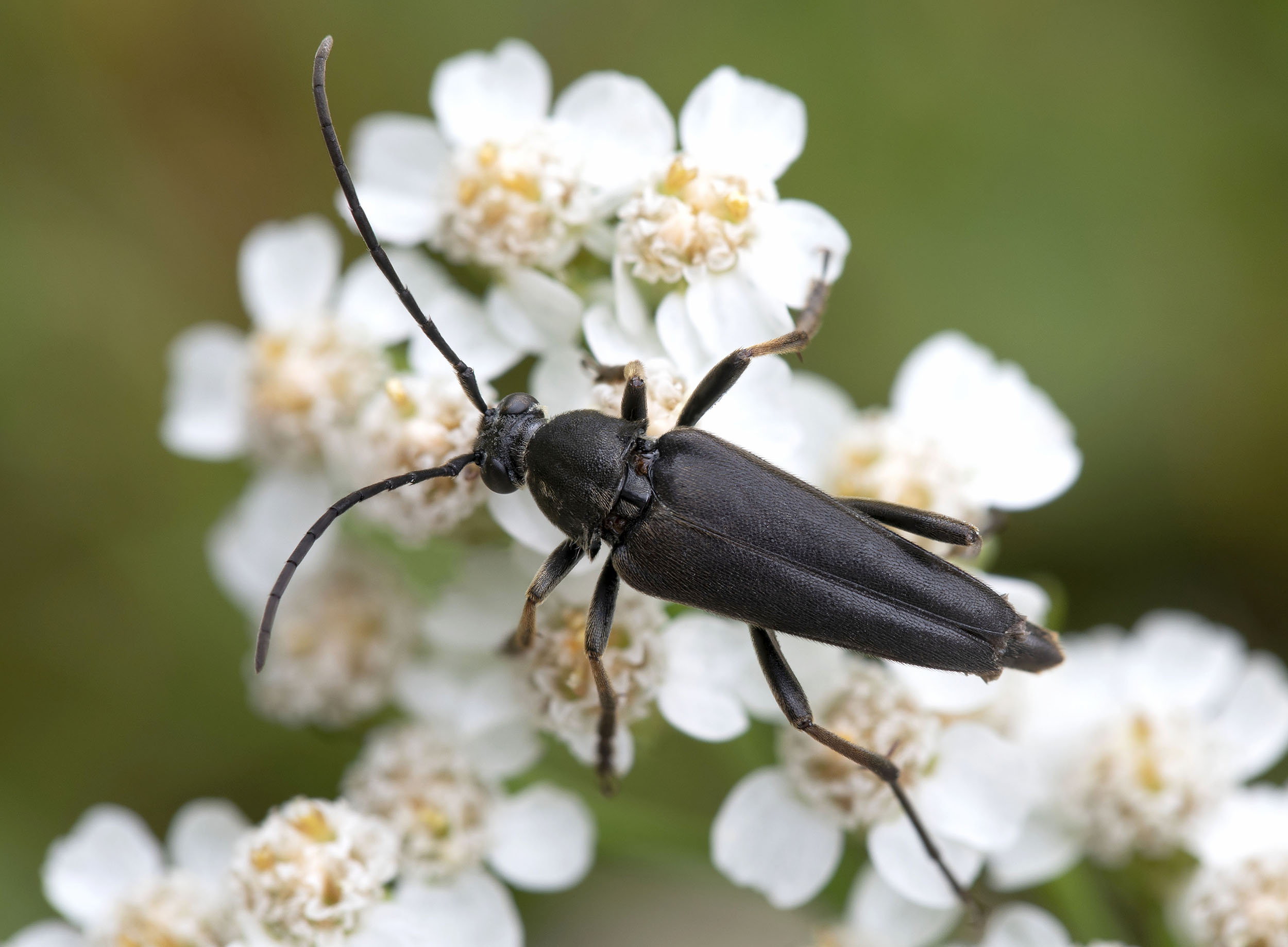 Etorofus pubescens