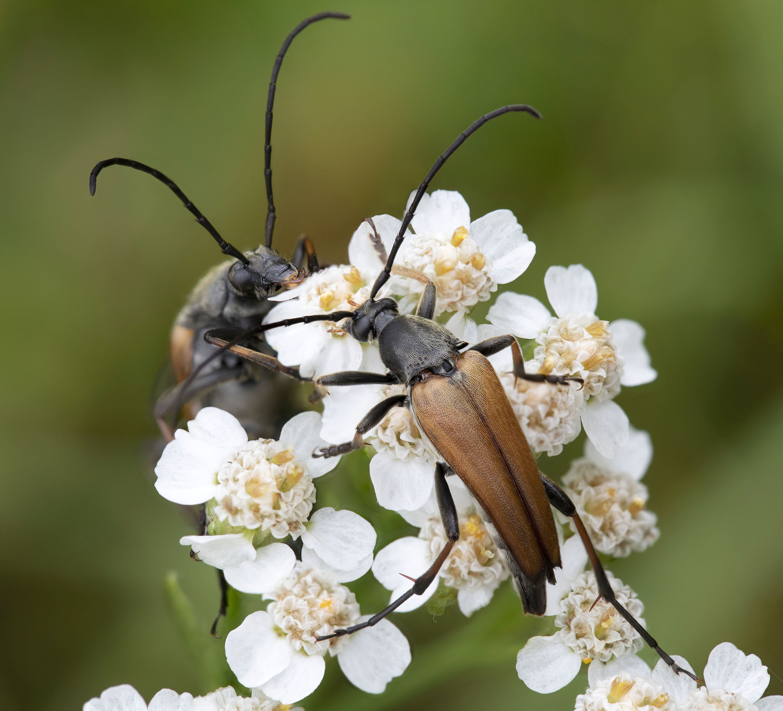 Etorofus pubescens