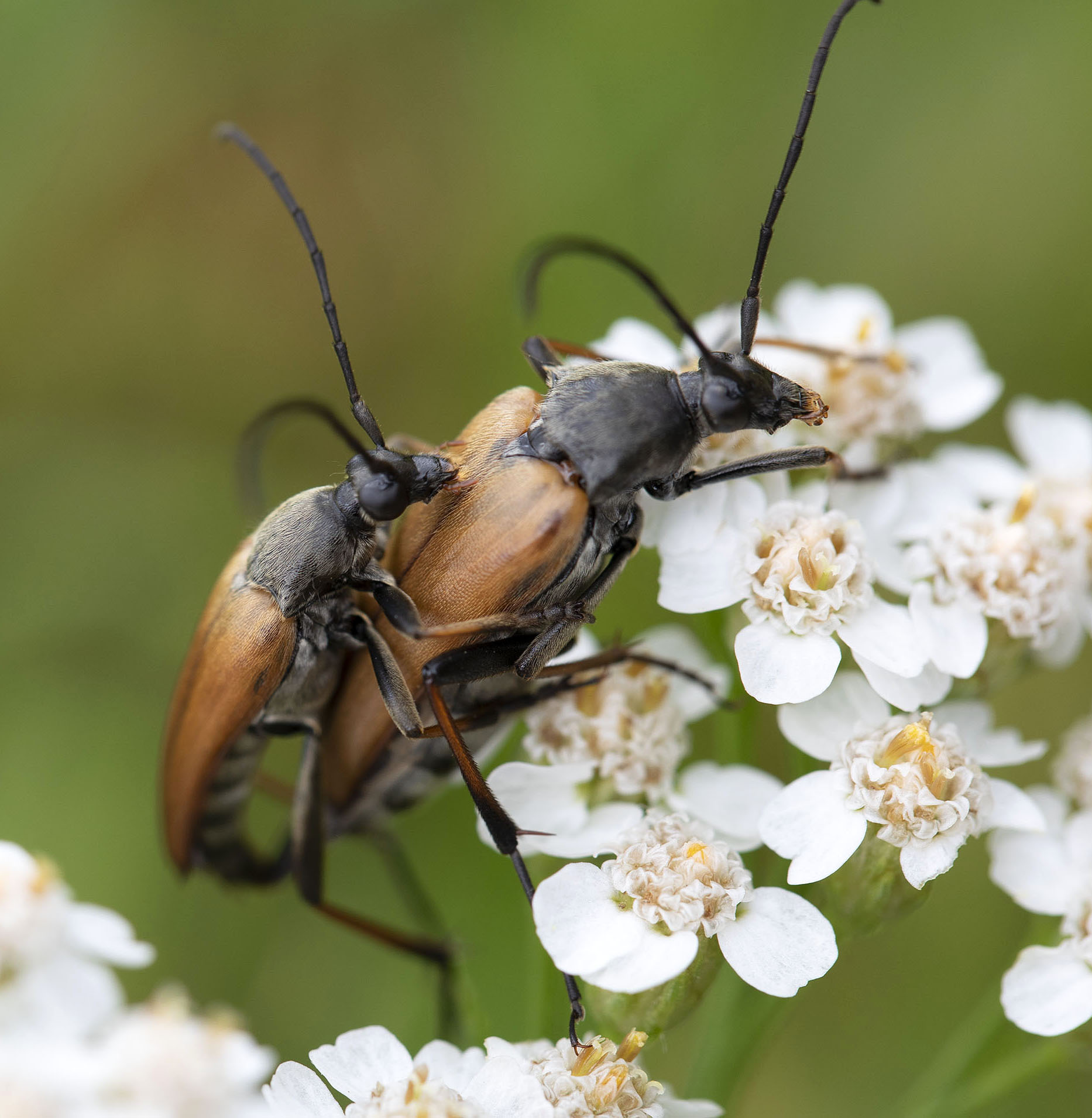 Etorofus pubescens