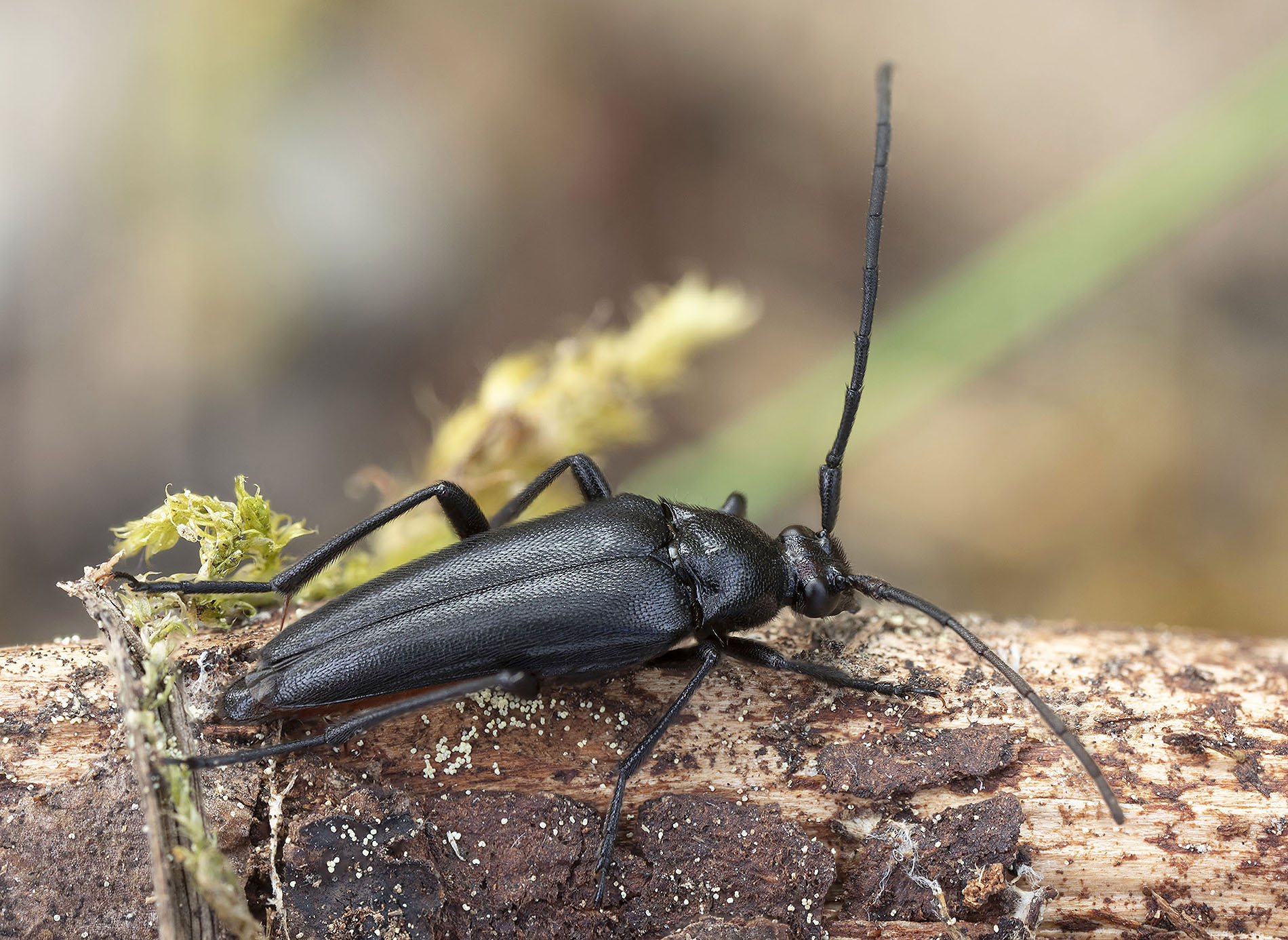 Pedostrangalia verticalis