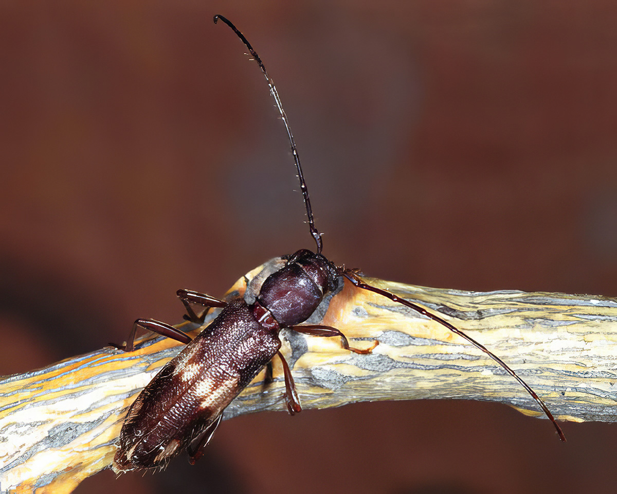 Penichroa fasciata