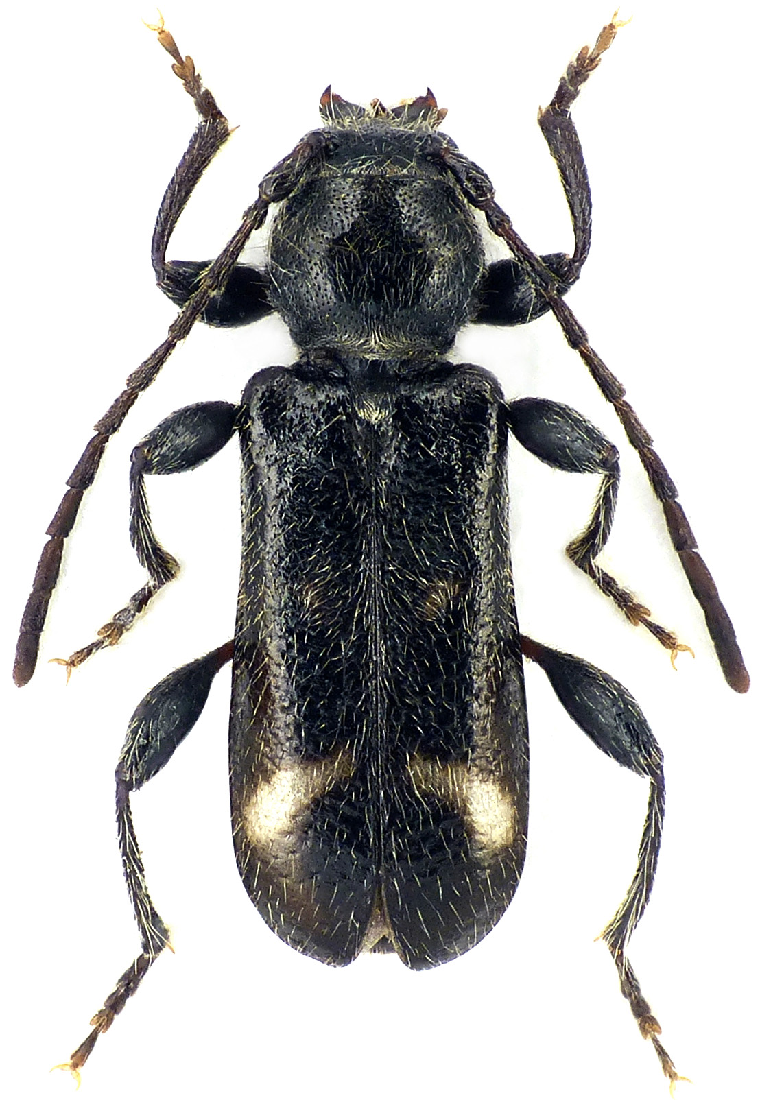 Phymatodes alni lateniger