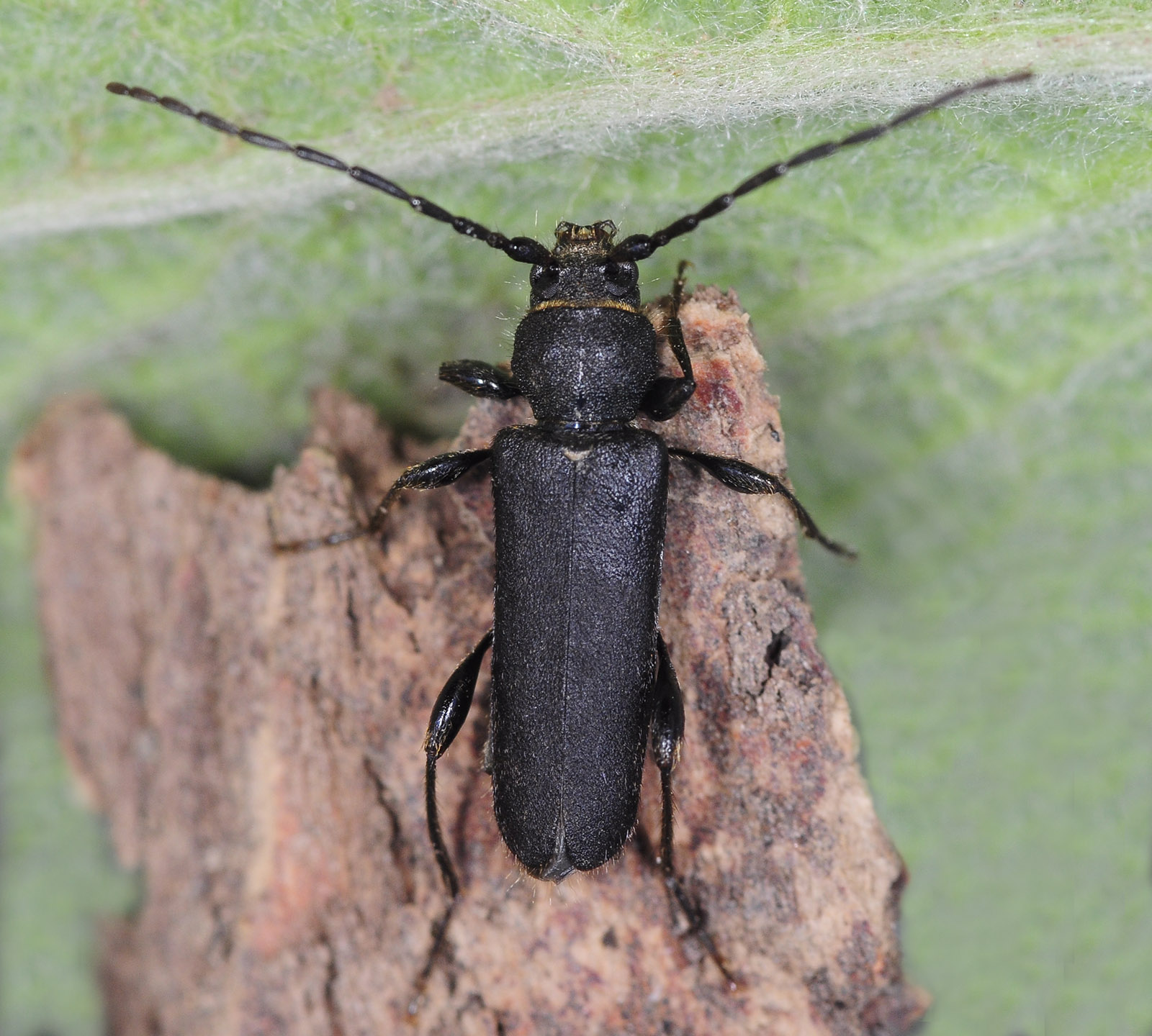 Phymatodes femoralis