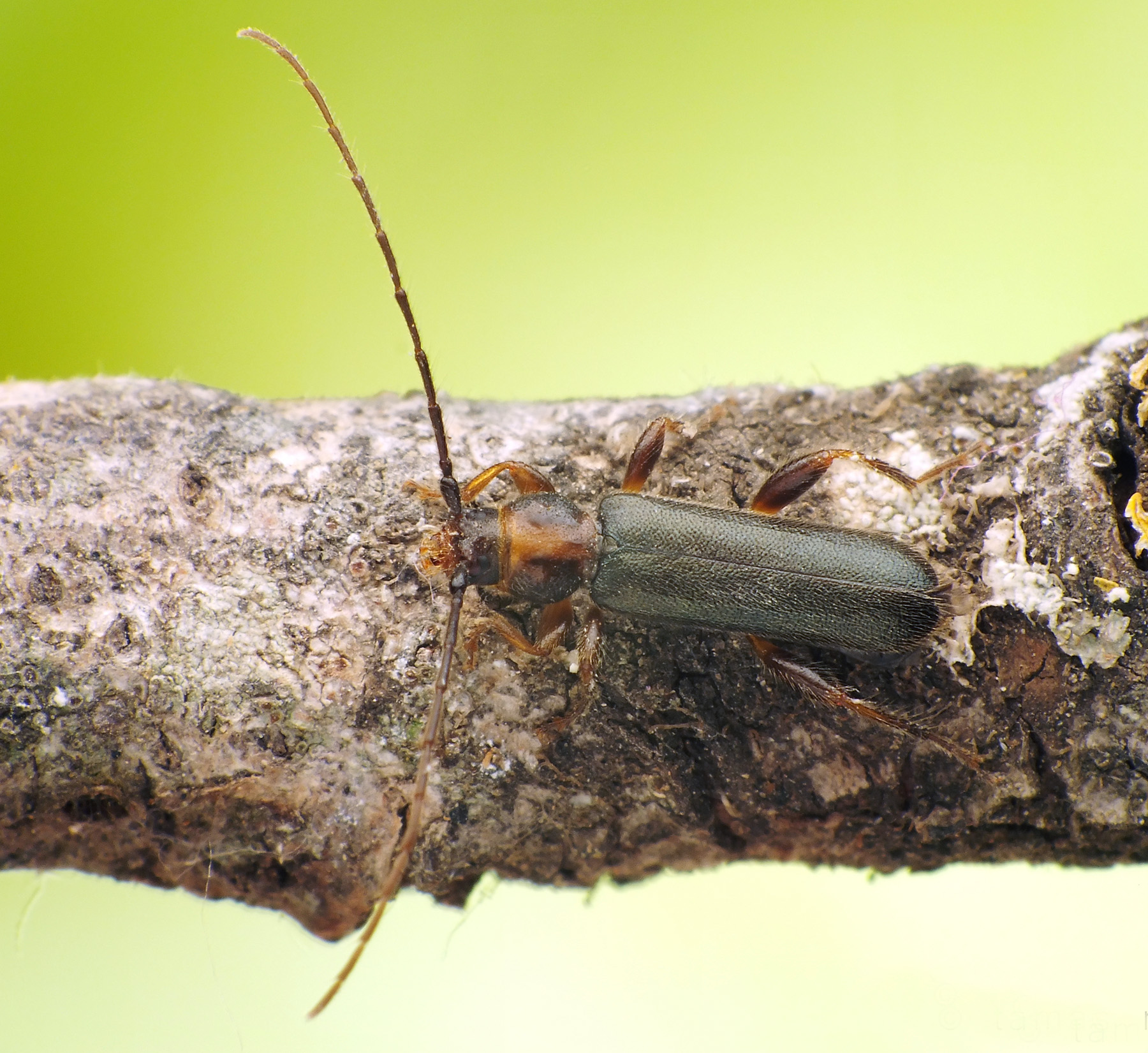 Phymatodes lividus