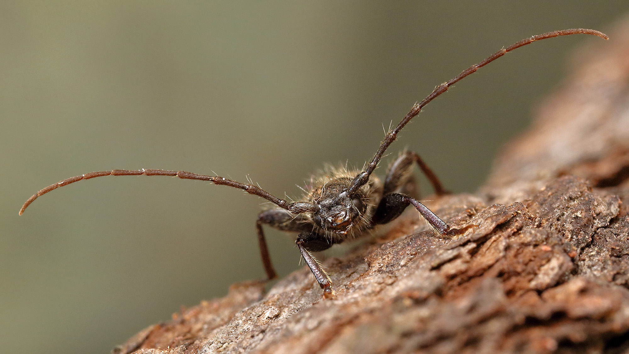 Phymatodes pusillus pusillus