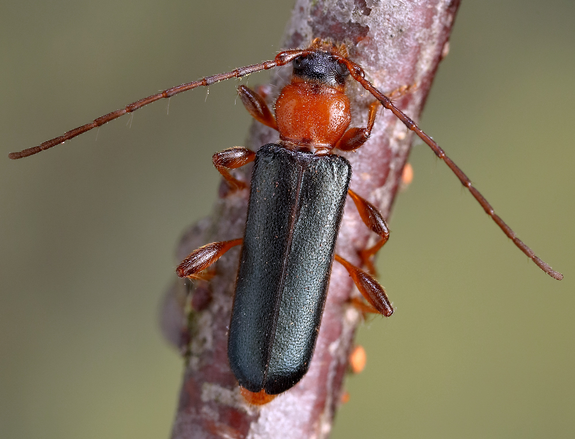 Phymatodes testaceus