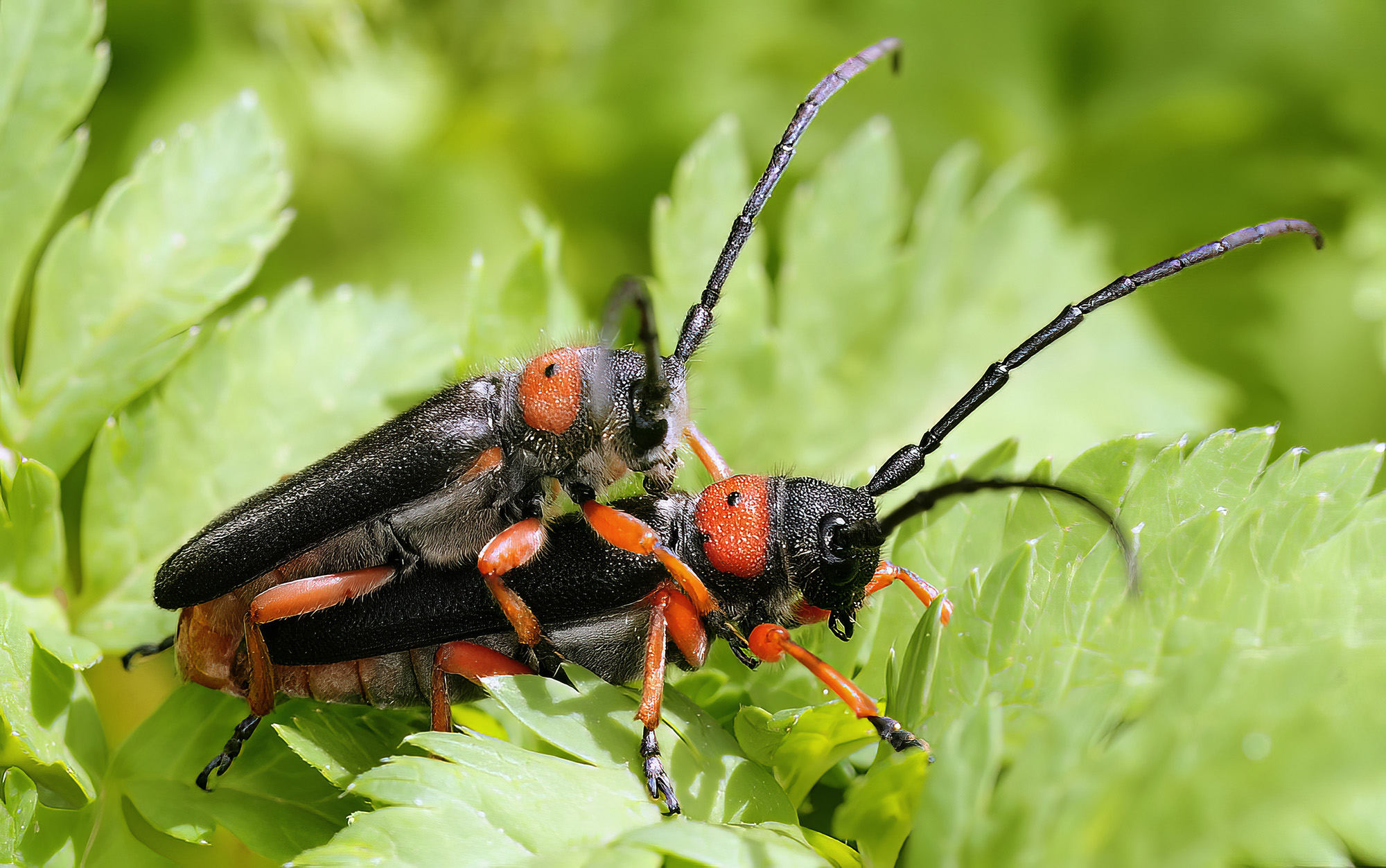 Phytoecia affinis affinis