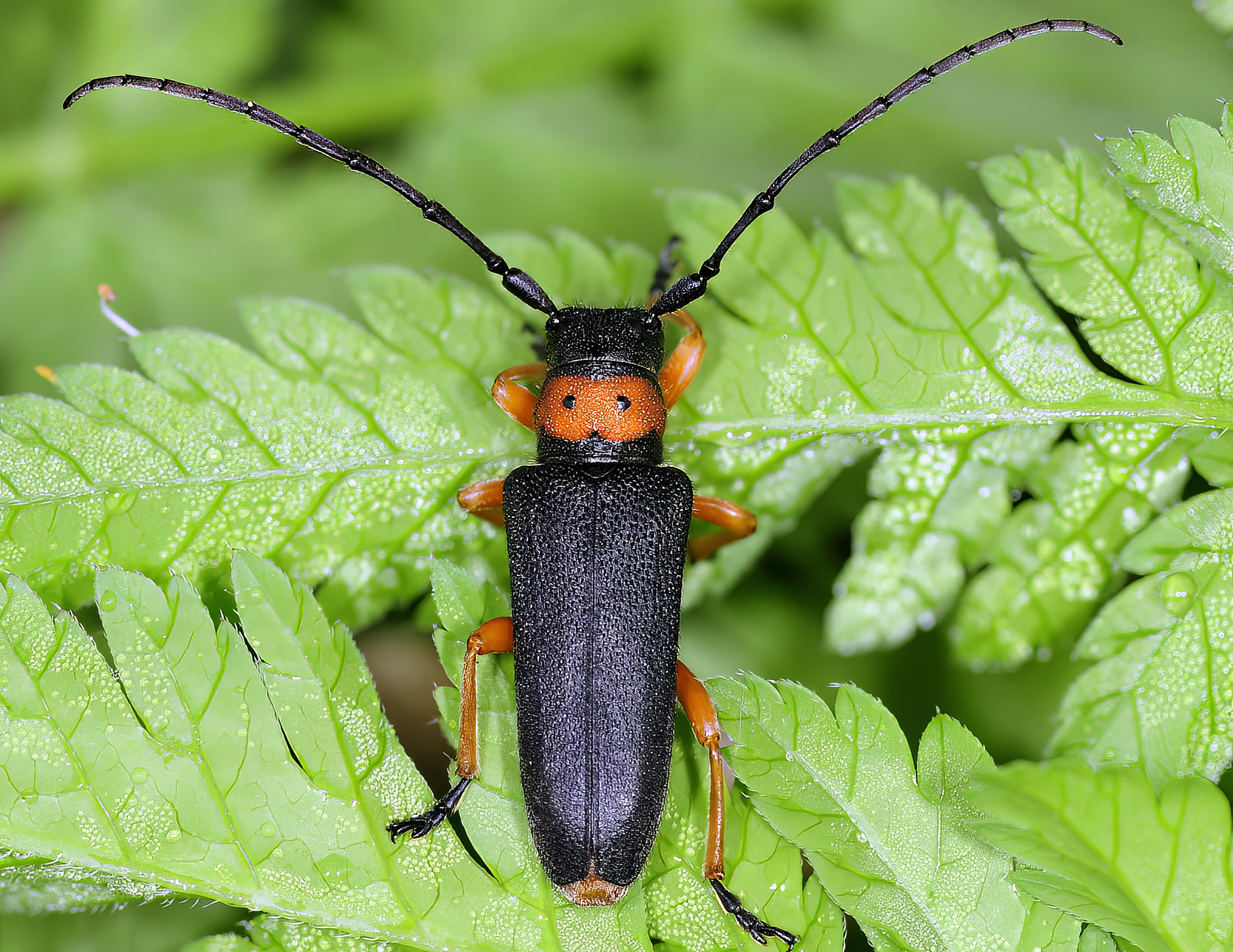 Phytoecia affinis affinis