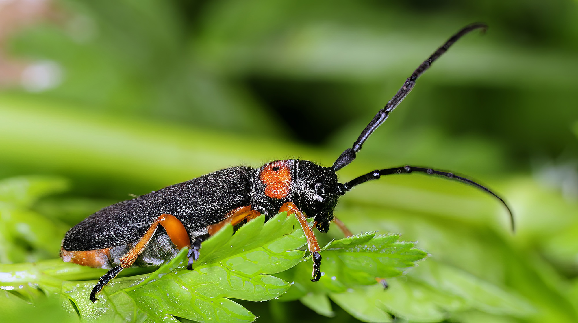 Phytoecia affinis affinis