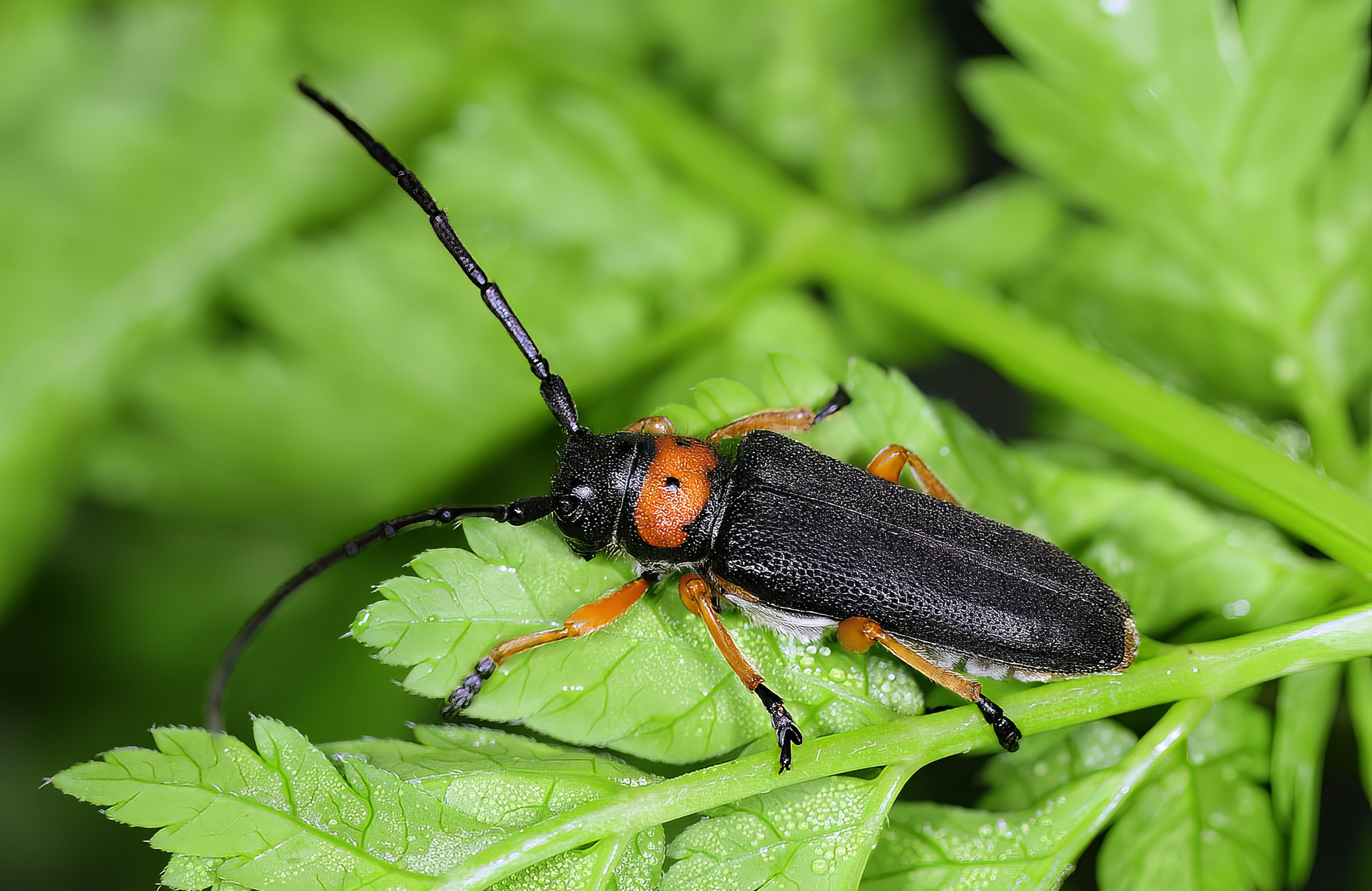 Phytoecia affinis affinis