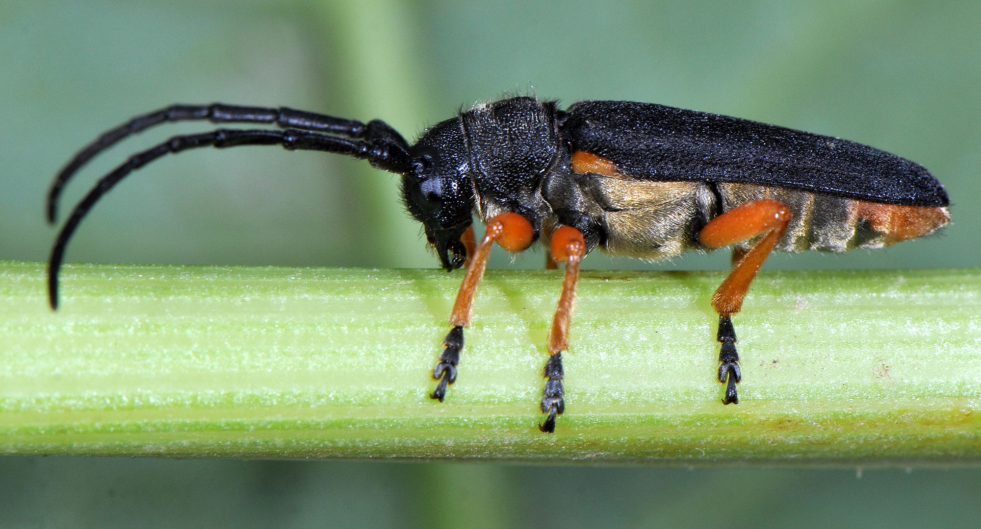 Phytoecia affinis boeberi