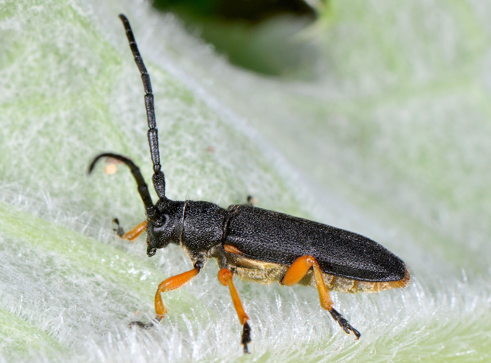 Phytoecia affinis boeberi