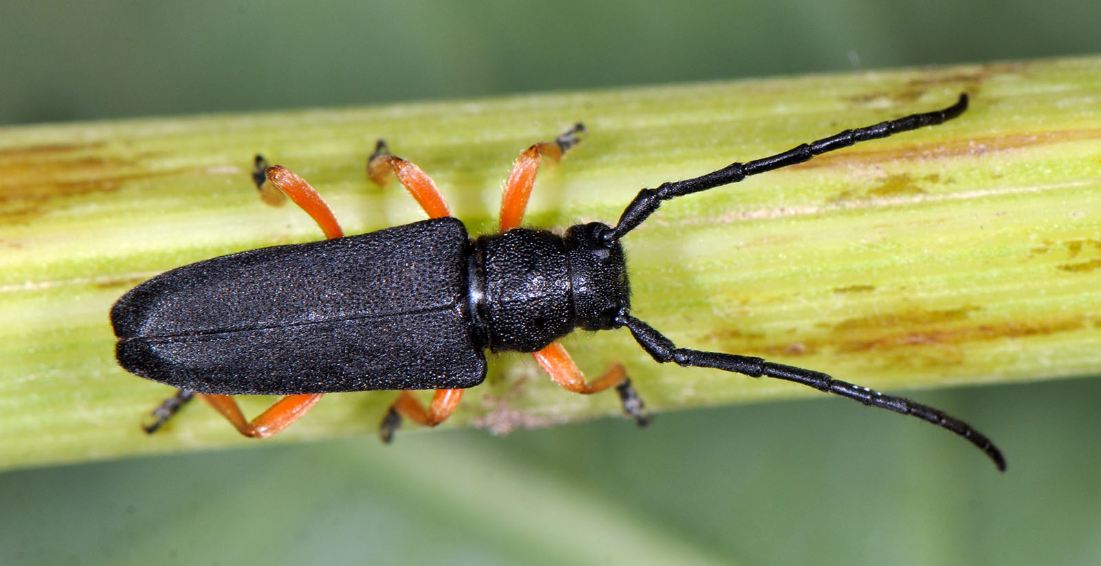 Phytoecia affinis boeberi