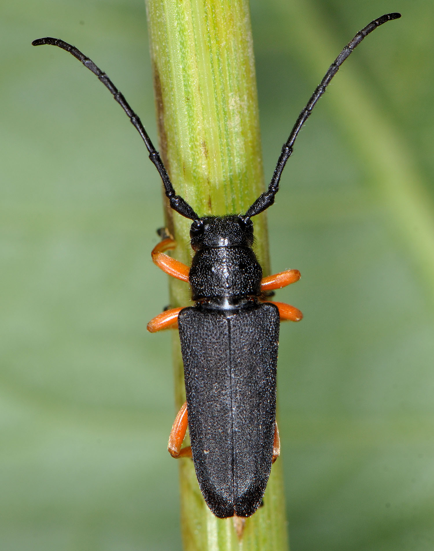 Phytoecia affinis boeberi