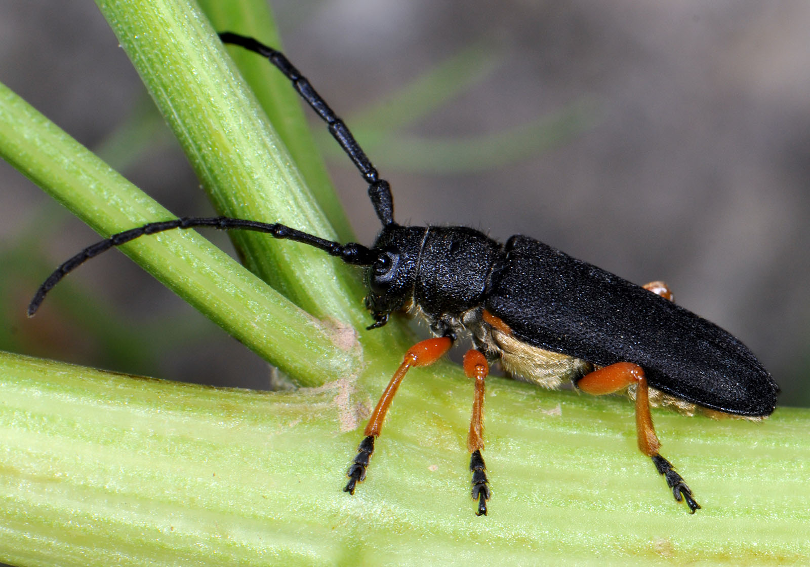 Phytoecia affinis boeberi