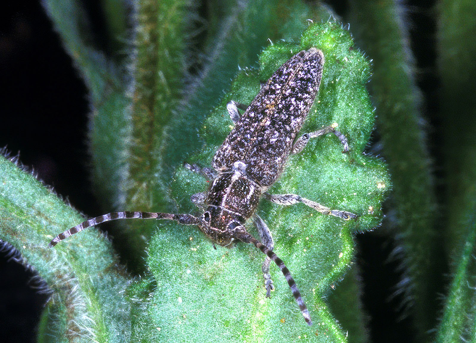 Pilemia angusterufonotata