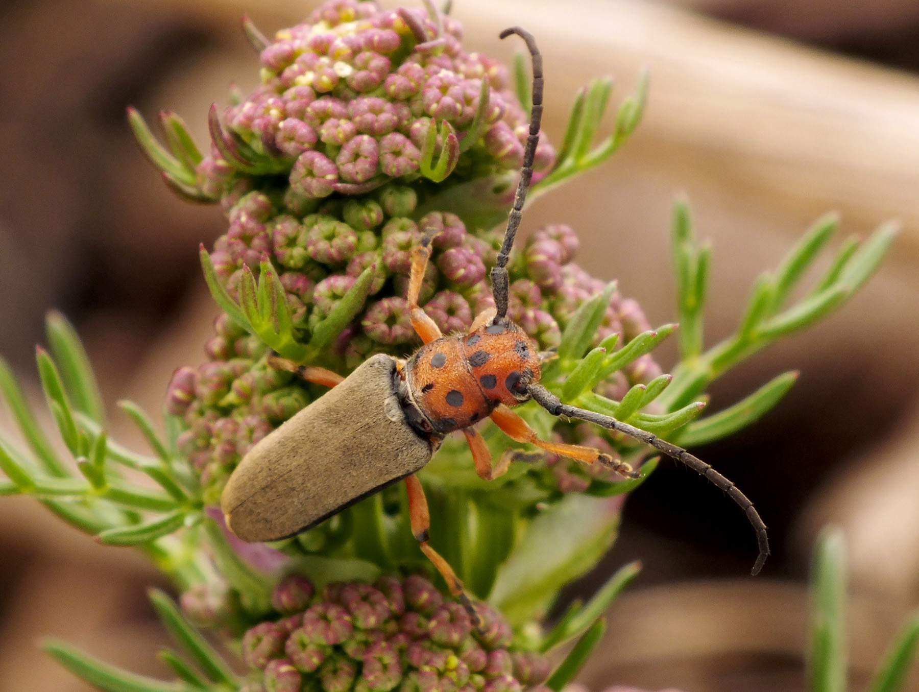 Phytoecia argus