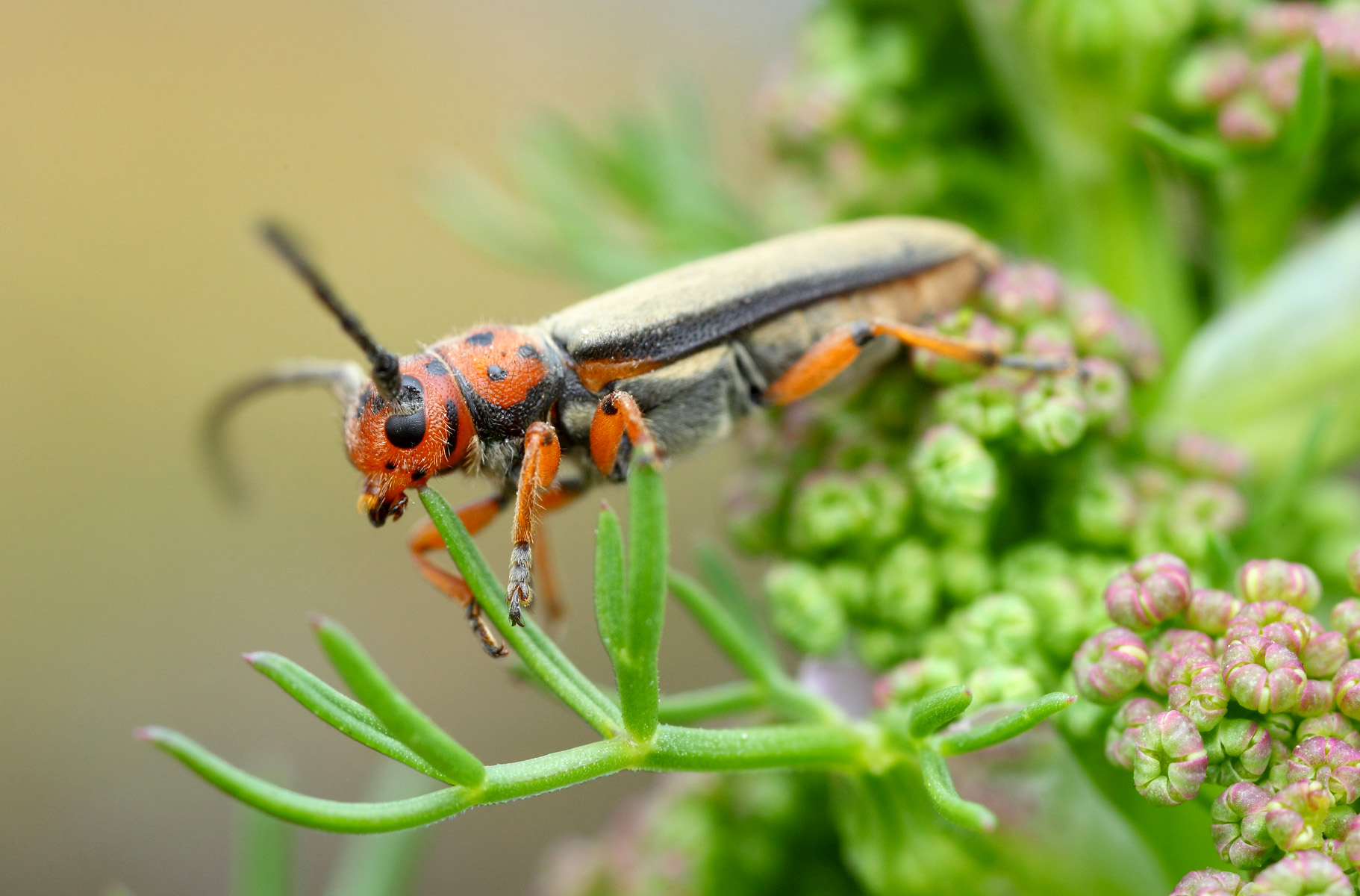 Phytoecia argus