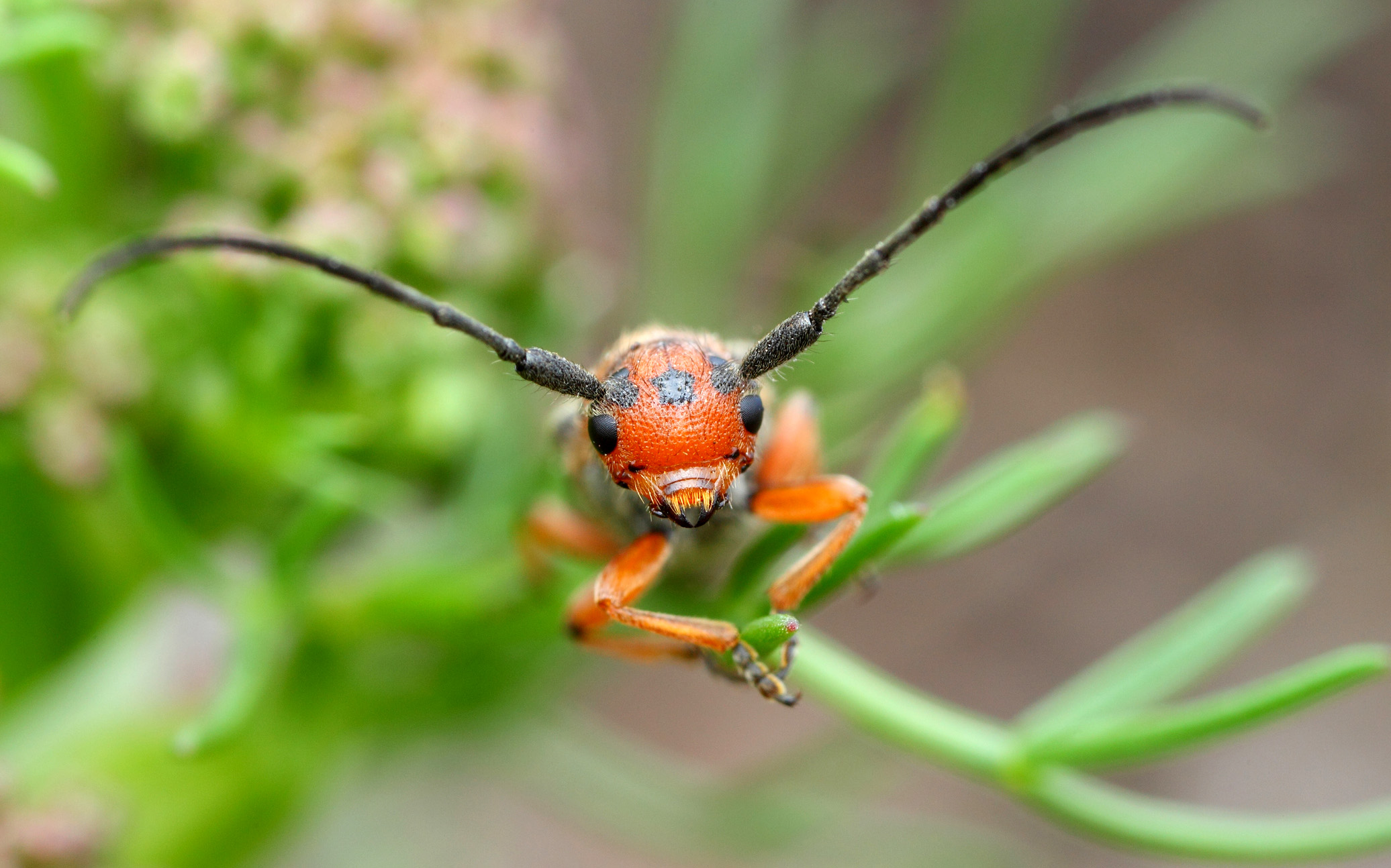 Phytoecia argus