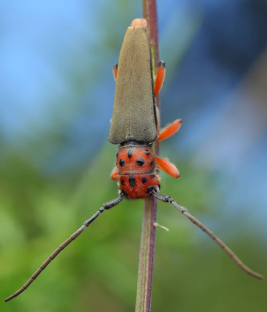 Phytoecia argus