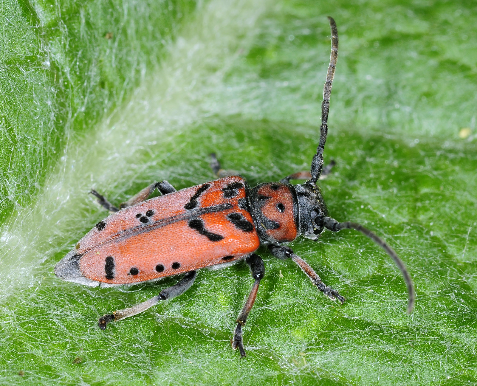 Phytoecia armeniaca 