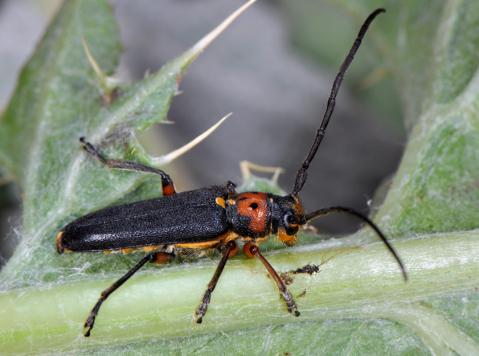 Phytoecia astarte lederi