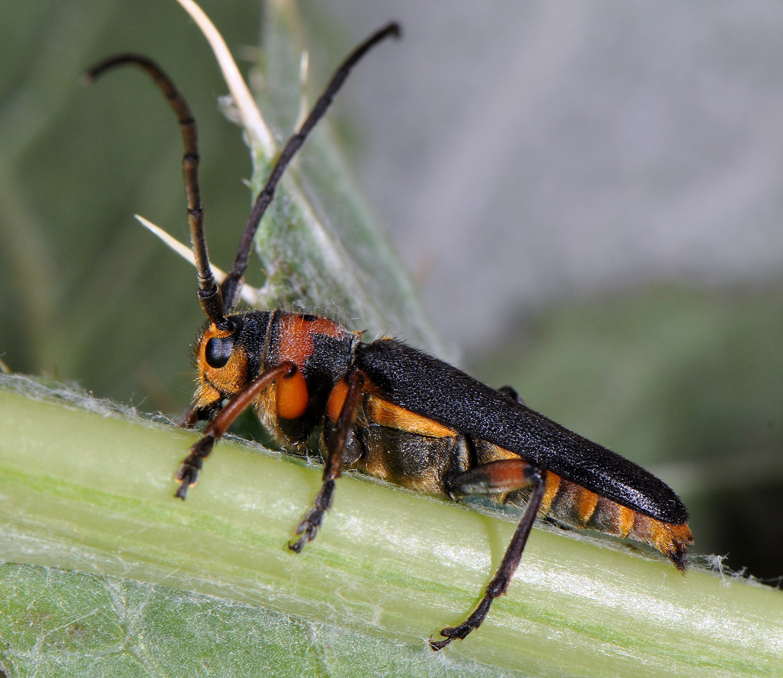 Phytoecia astarte lederi