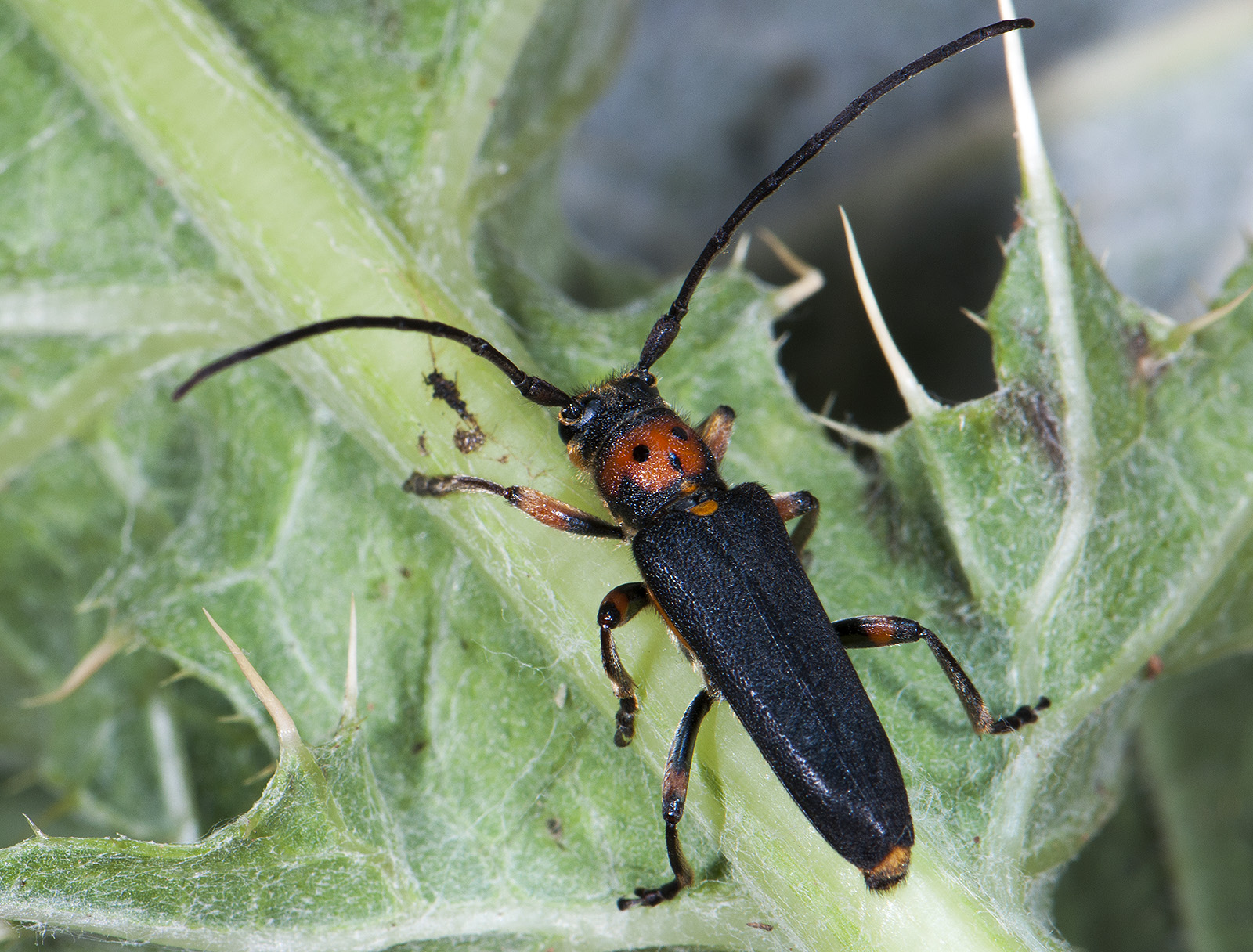 Phytoecia astarte lederi