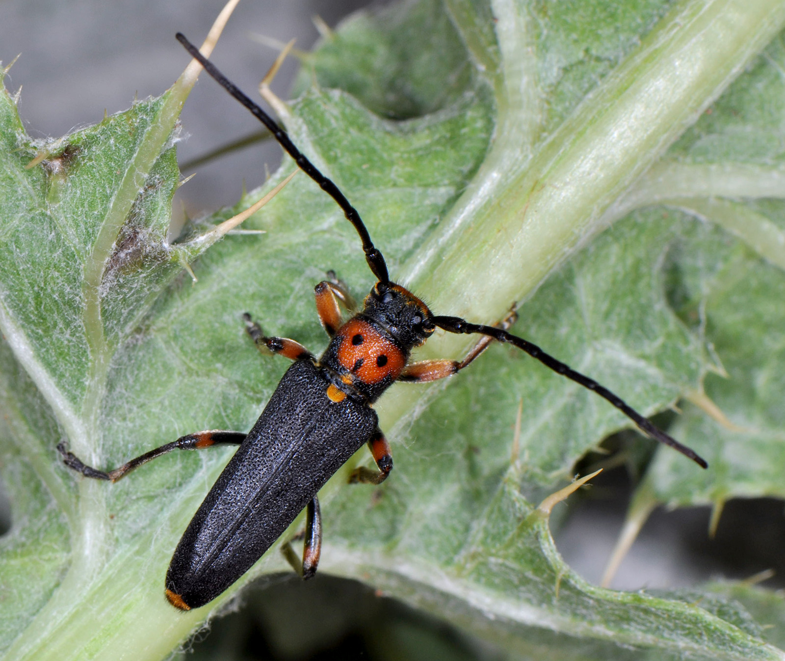 Phytoecia astarte lederi