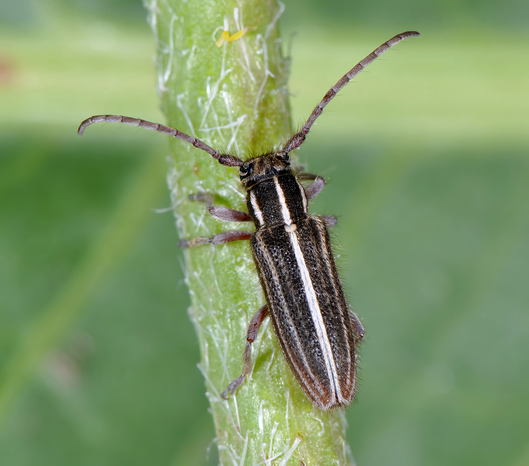 Phytoecia bithynensis