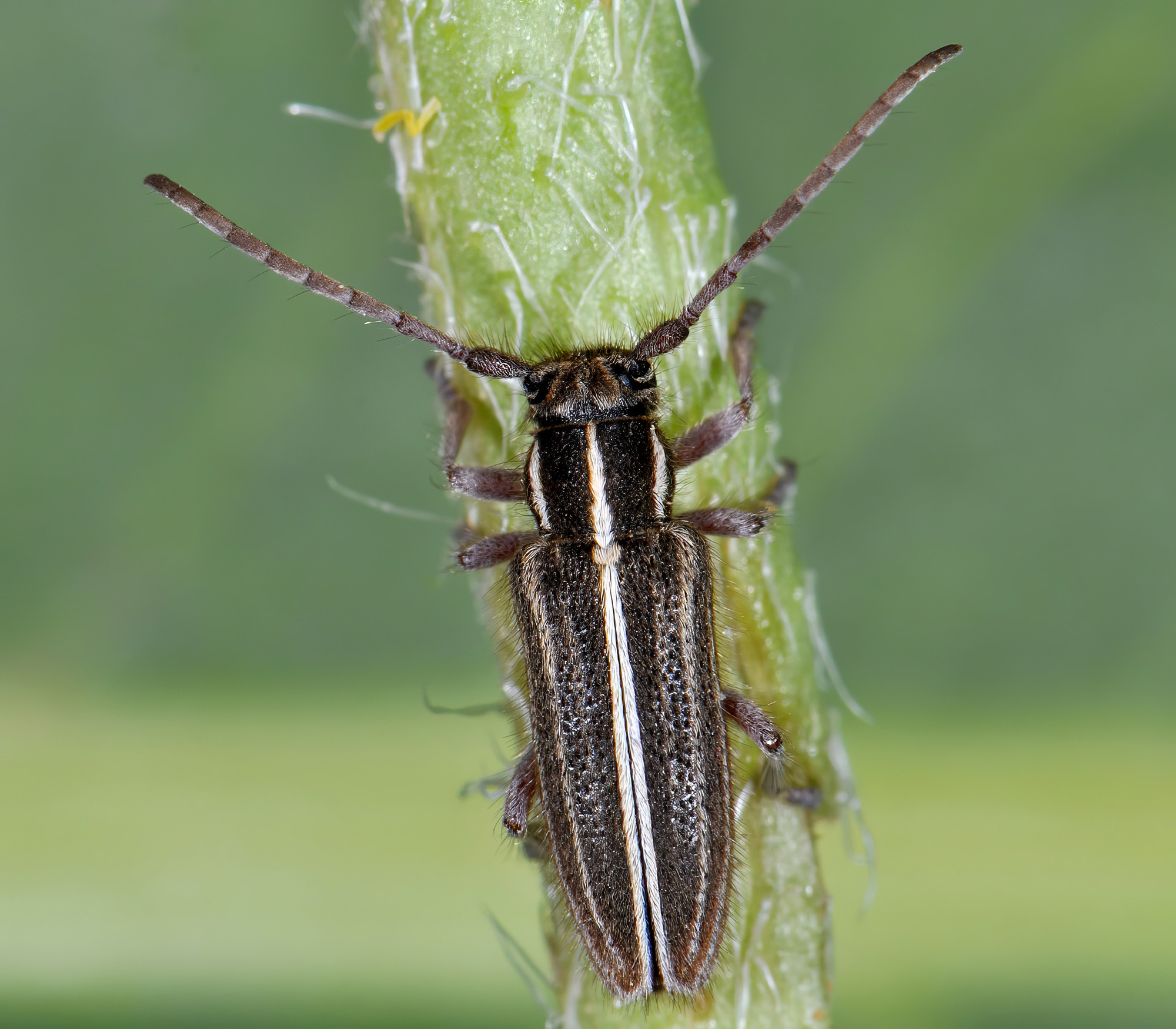 Phytoecia bithynensis