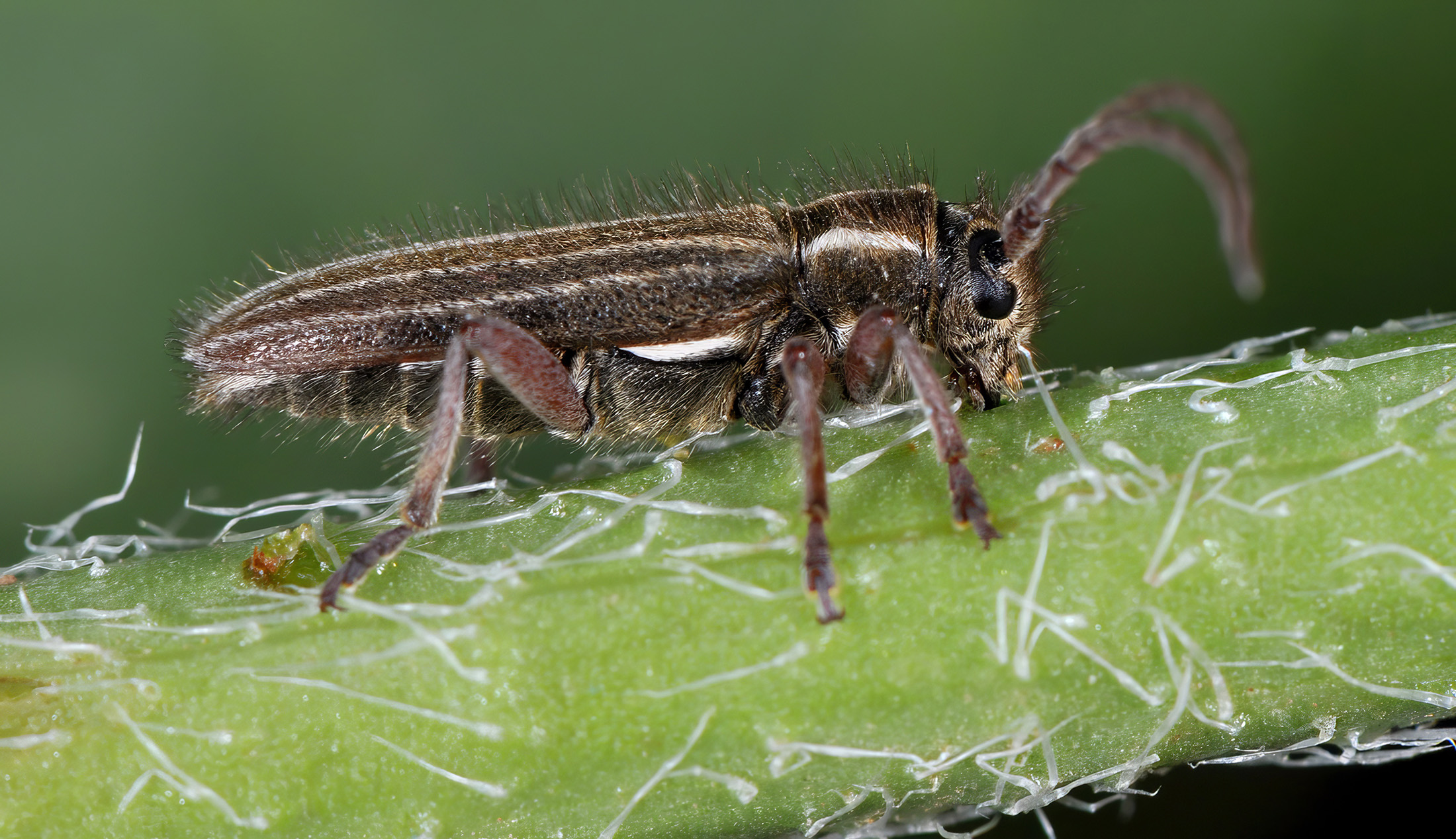 Phytoecia bithynensis