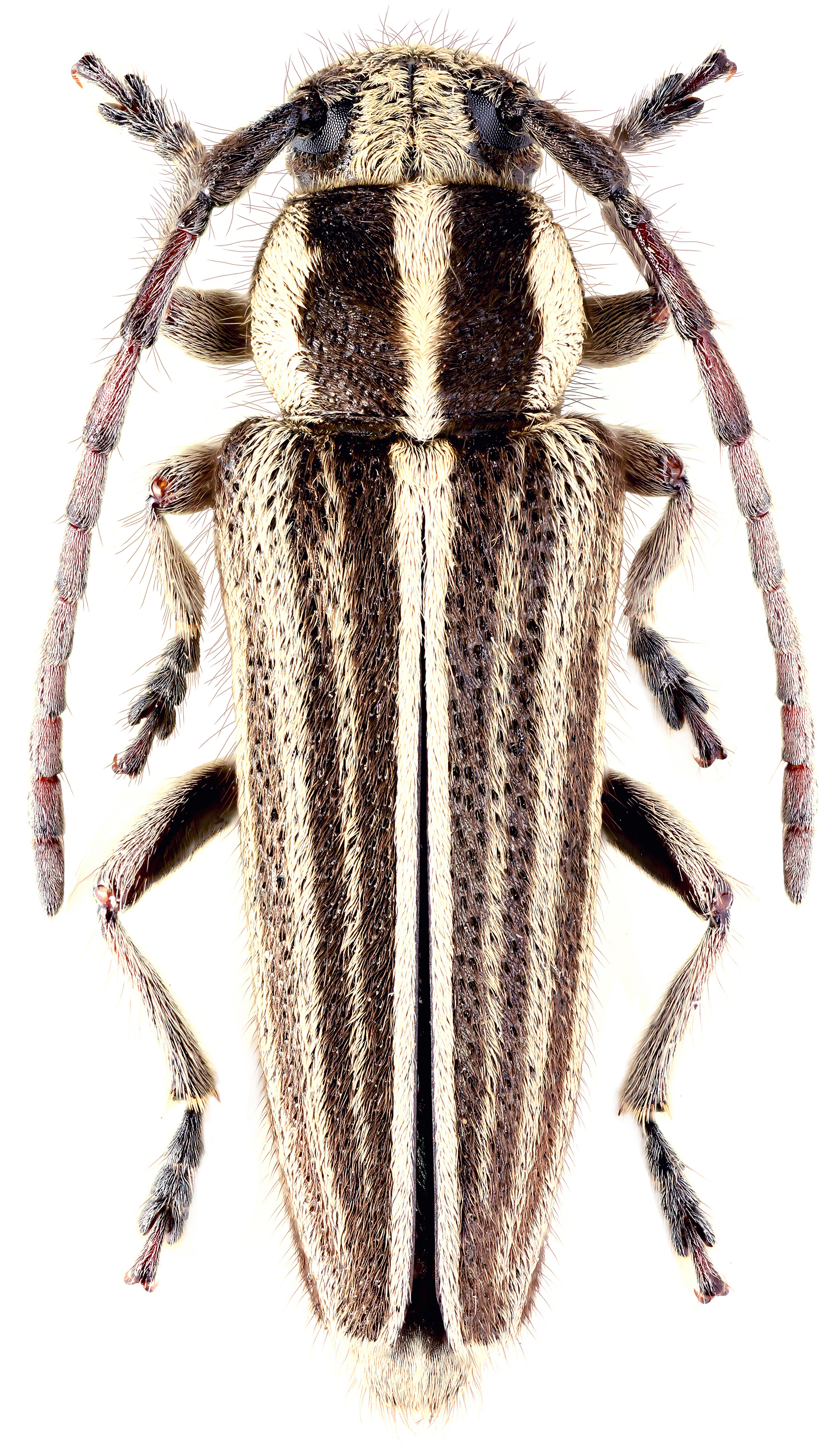 Phytoecia brunnerae