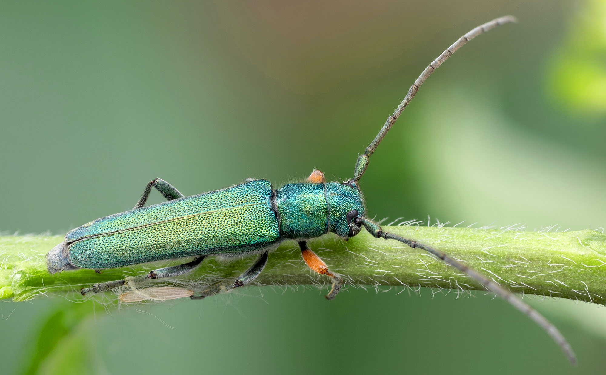 Phytoecia caerulea caerulea