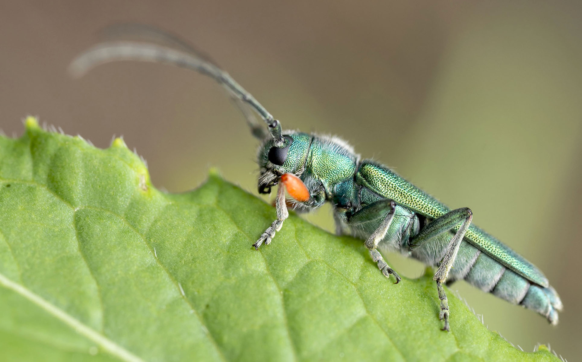 Phytoecia caerulea caerulea