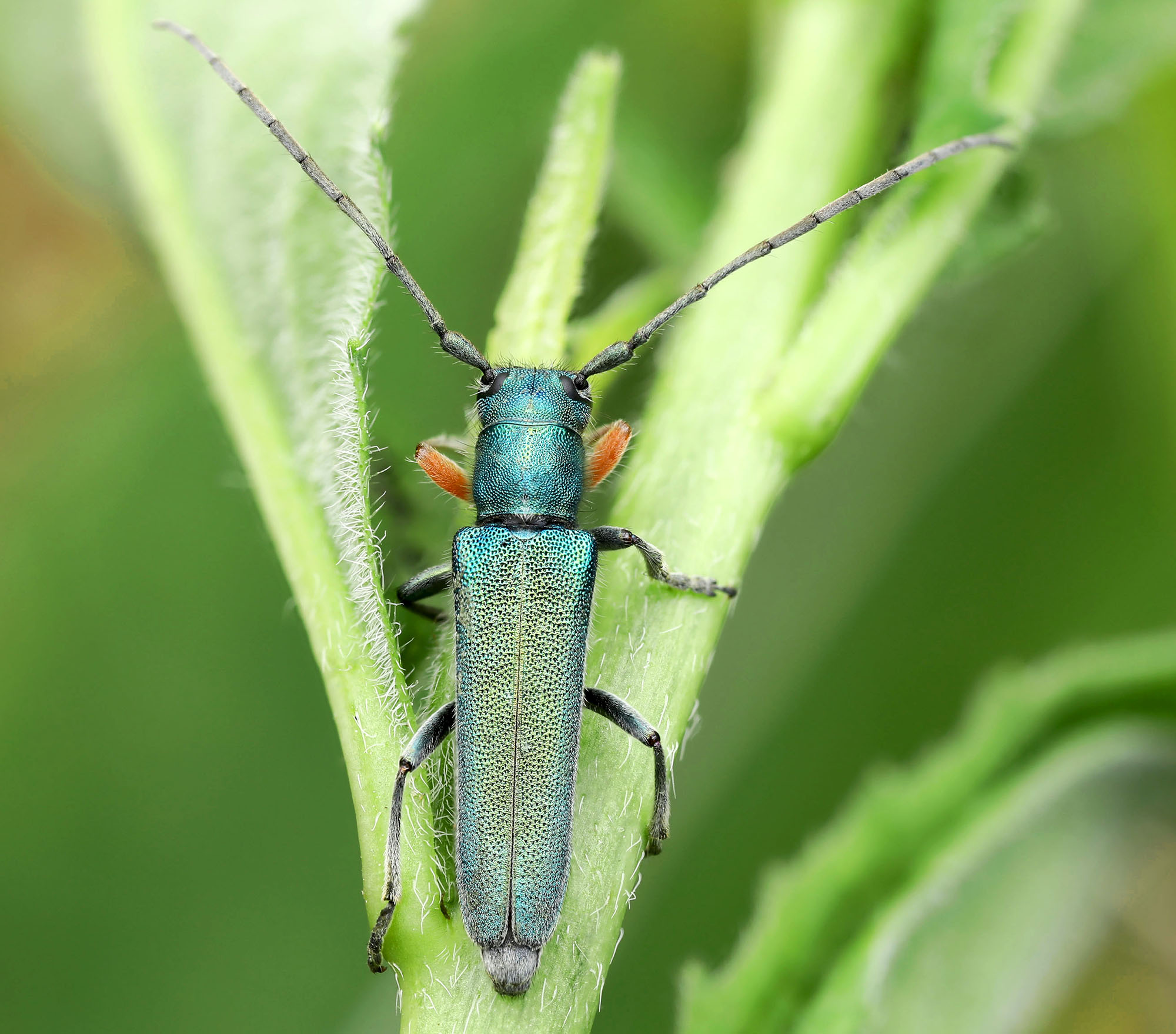 Phytoecia caerulea caerulea