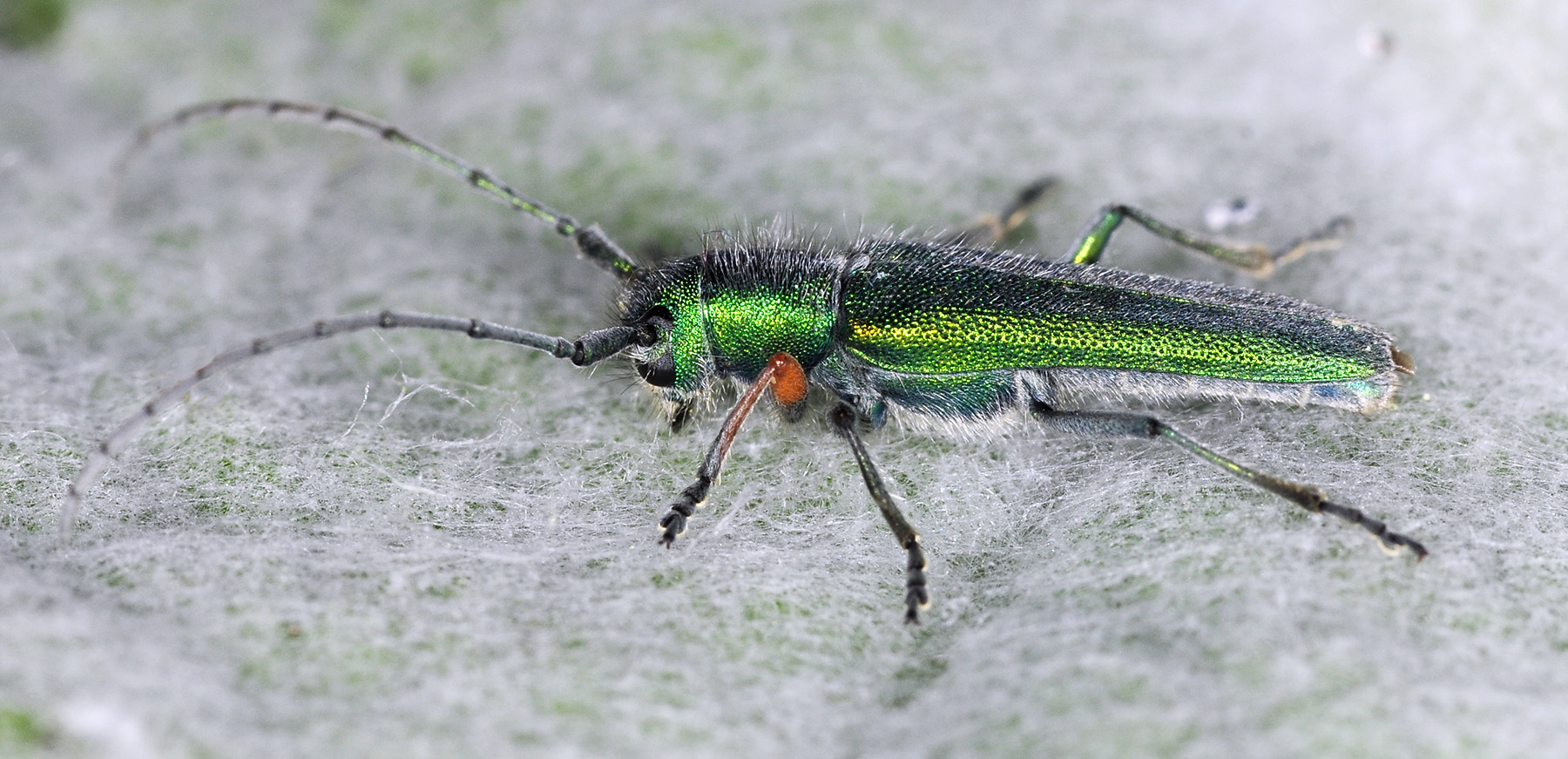 Phytoecia caerulea caerulea