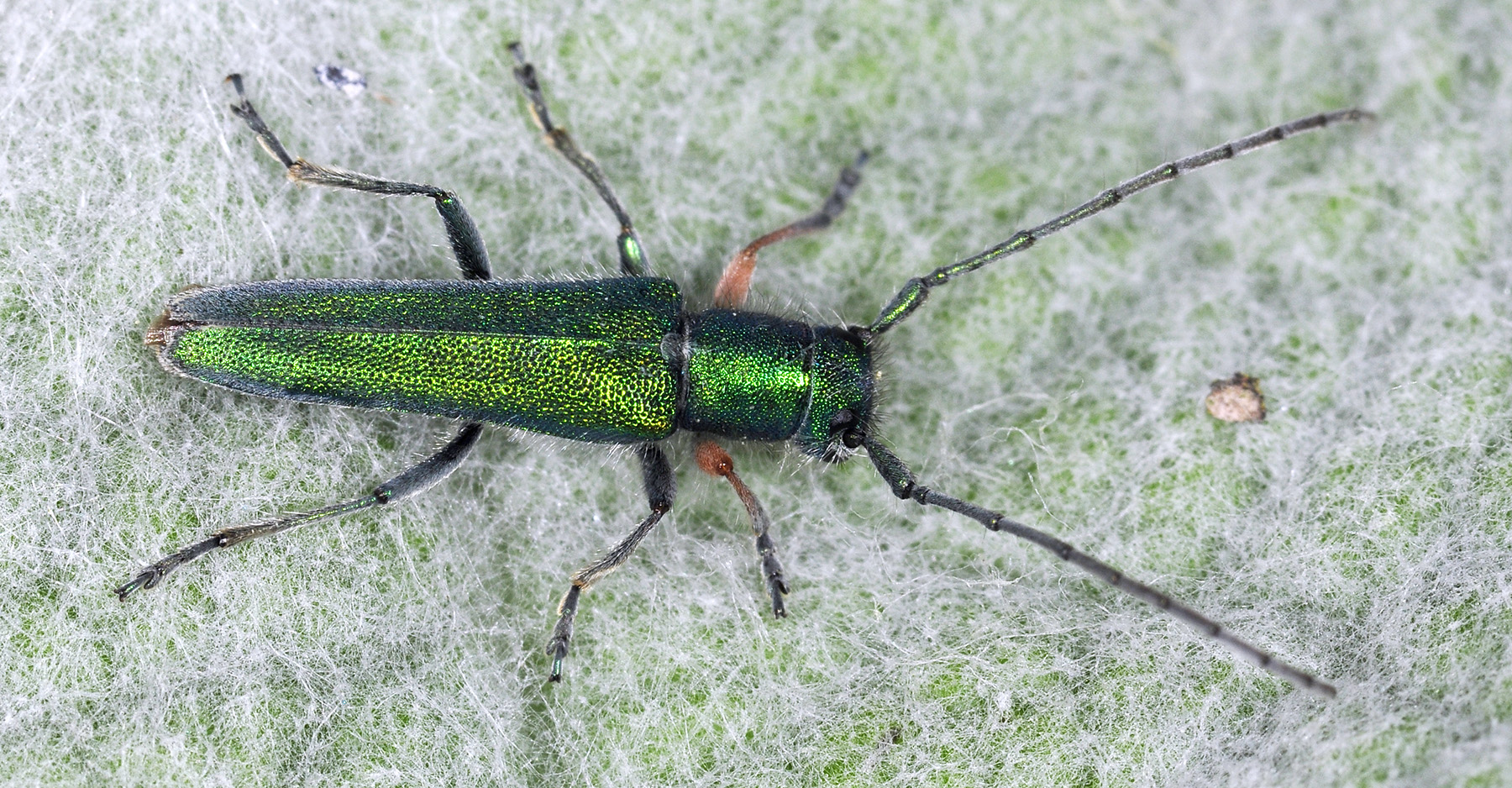 Phytoecia caerulea caerulea