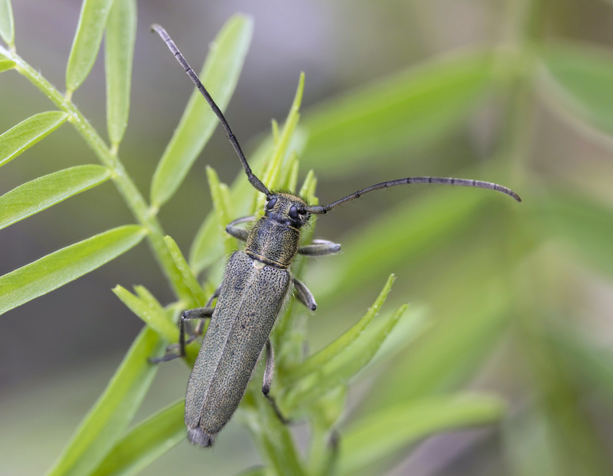 Phytoecia coerulescens coerulescens