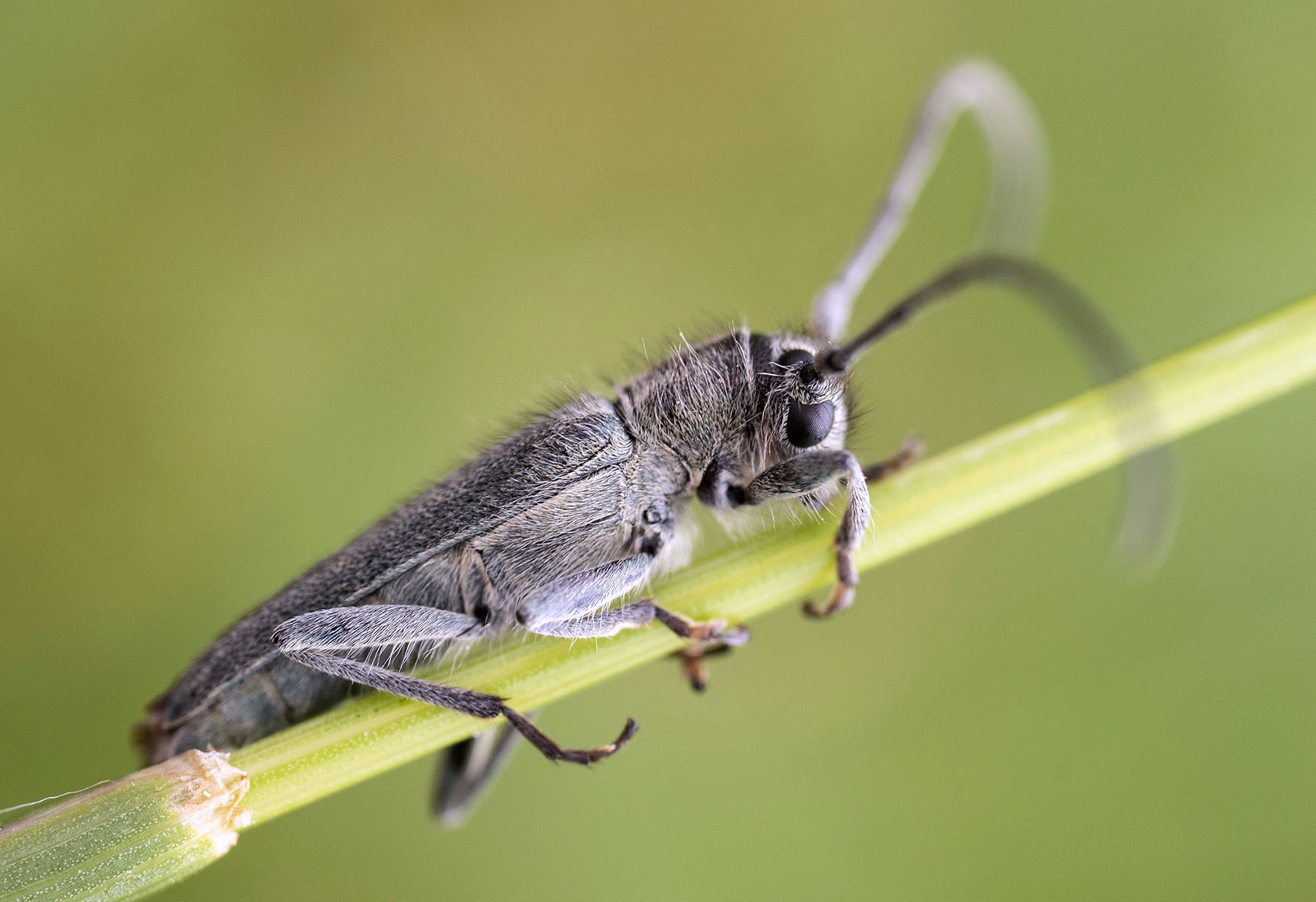 Phytoecia coerulescens coerulescens