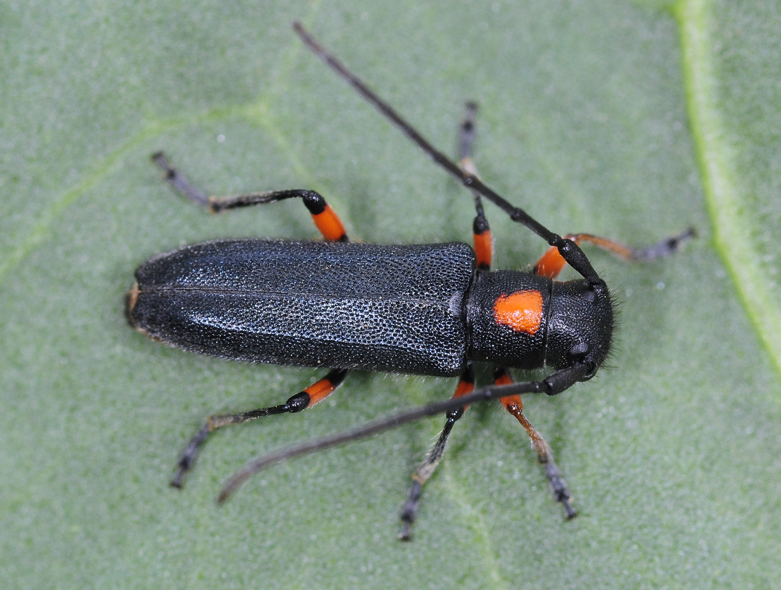 Phytoecia virgula centaureae