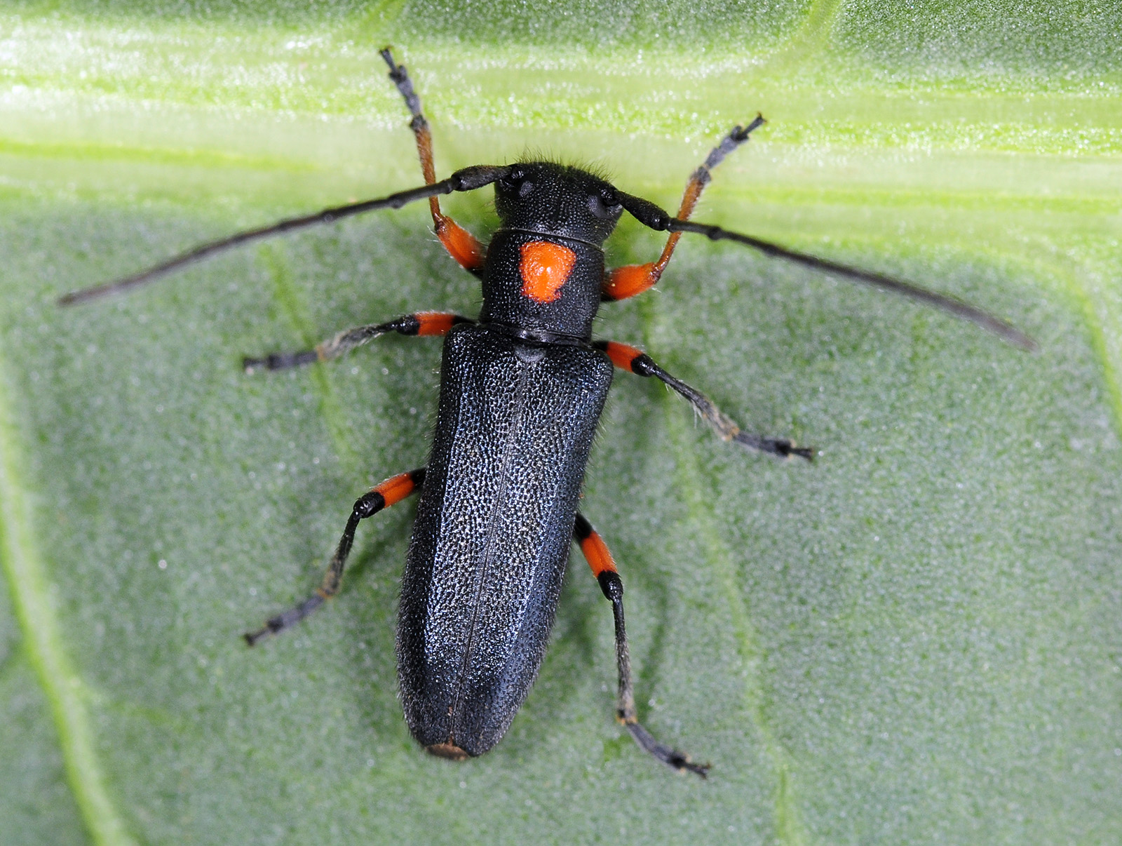 Phytoecia virgula centaureae