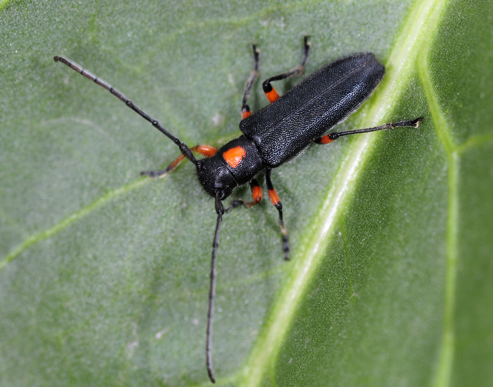 Phytoecia virgula centaureae