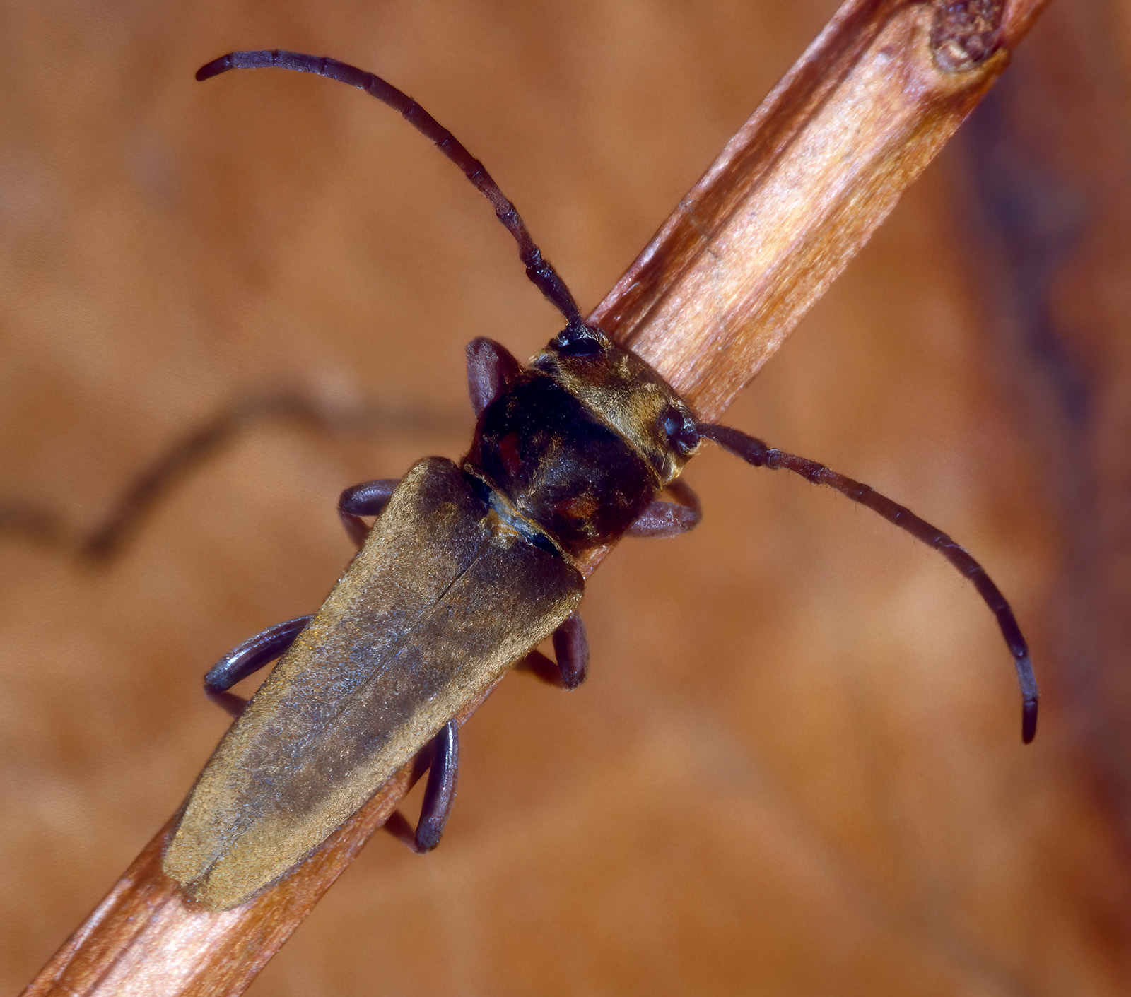 Phytoecia cephalotes